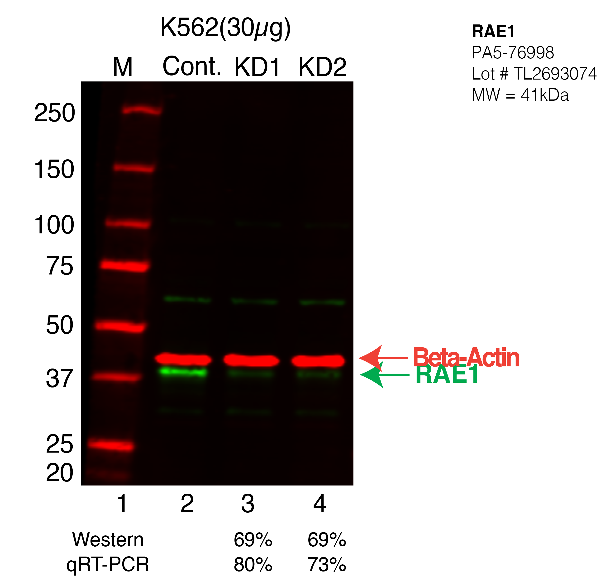 RAE1-K562-CRISPR-PA5-76998.png<br>Caption: Western blot following CRISPR against RAE1 in K562 whole cell lysate using RAE1 specific antibody. Lane 1 is a ladder, lane 2 is K562 non-targeting control knockdown, lane 3 and 4 are two different CRISPR against RAE1. RAE1 protein appears as the green arrow, Beta-actin serves as a control and appears in red arrow.