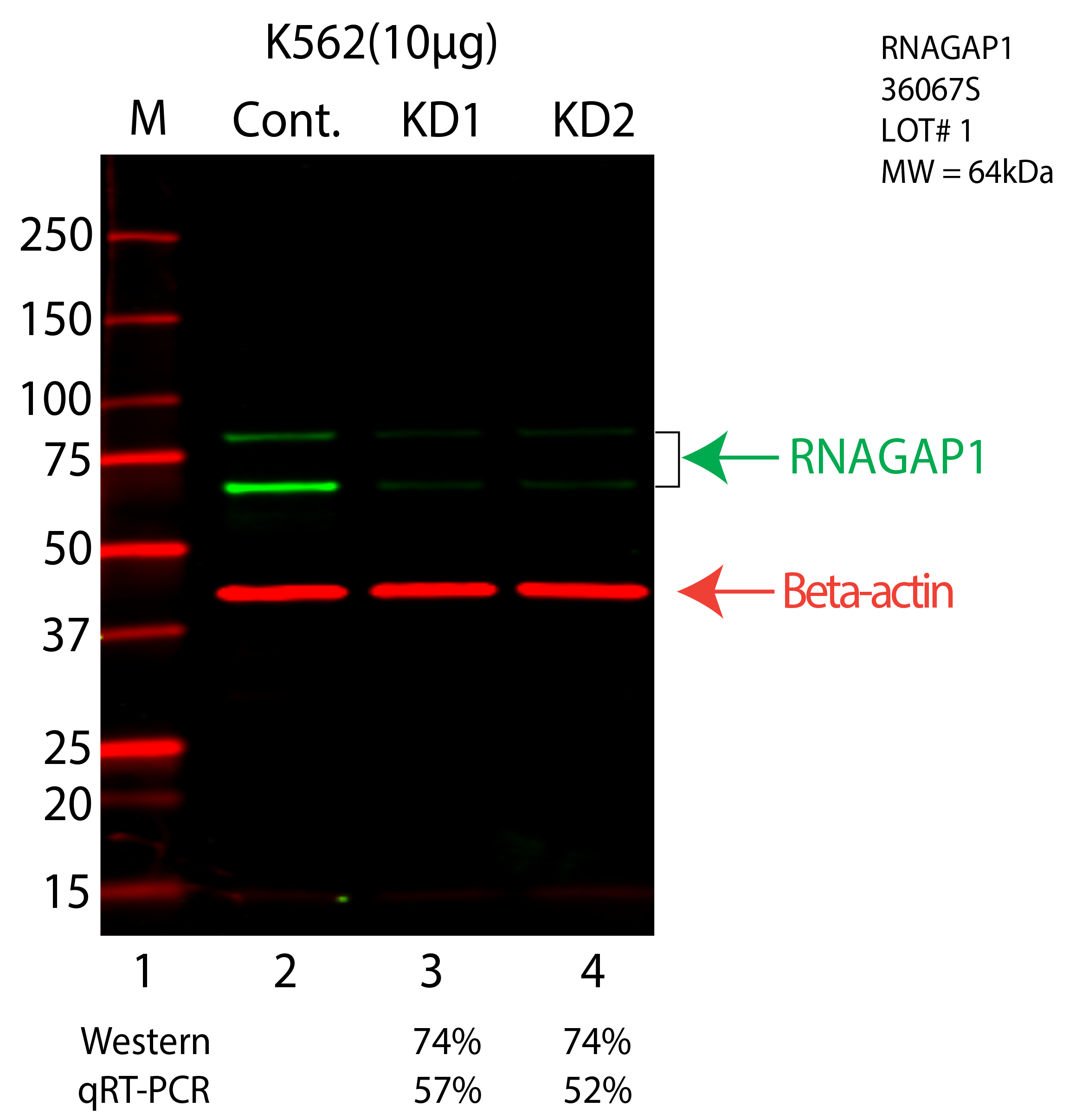 RANGAP1-K562-CRISPR-36067S.png<br>Caption: Western blot following CRISPR against RANGAP1 in K562 whole cell lysate using RANGAP1 specific antibody. Lane 1 is a ladder, lane 2 is K562 non-targeting control knockdown, lane 3 and 4 are two different CRISPR against RANGAP1. RANGAP1 protein appears as the green arrow, Beta-actin serves as a control and appears in red arrow.