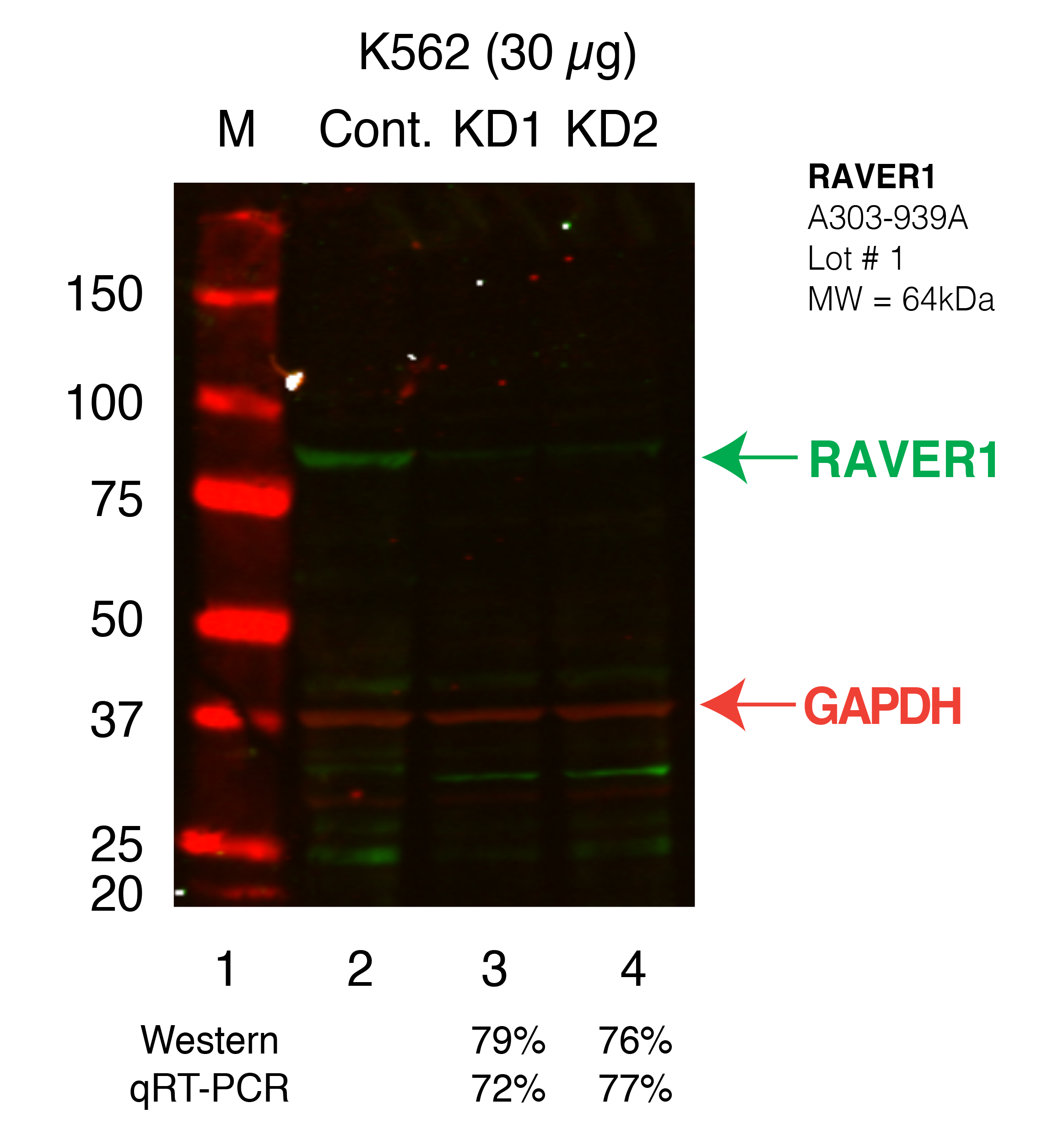 RAVER1_Secondary_Western.png<br>Caption: Western blot following shRNA against RAVER1 in K562 whole cell lysate using RAVER1 specific antibody. Lane 1 is a ladder, lane 2 is K562 non-targeting control knockdown, lane 3 and 4 are two different shRNAs against RAVER1.RAVER1 protein appears as the green band, GAPDH serves as a control and appears in red.