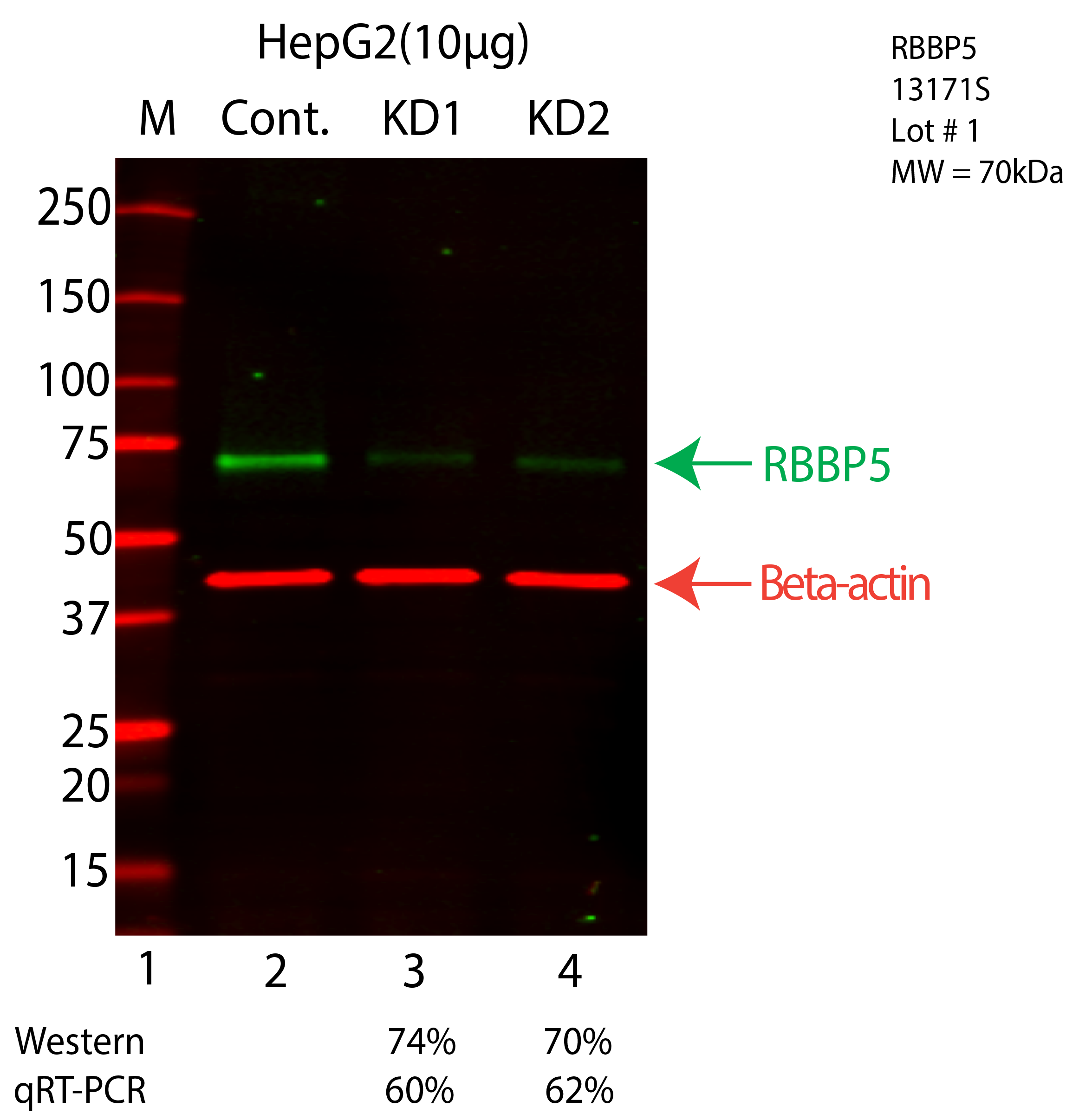 RBBP5-HEPG2-CRISPR-13171S.png<br>Caption: Western blot following CRISPR against RBBP5 in HepG2 whole cell lysate using RBBP5 specific antibody. Lane 1 is a ladder, lane 2 is HepG2 non-targeting control knockdown, lane 3 and 4 are two different CRISPR against RBBP5. RBBP5 protein appears as the green arrow, Beta-actin serves as a control and appears in red arrow.