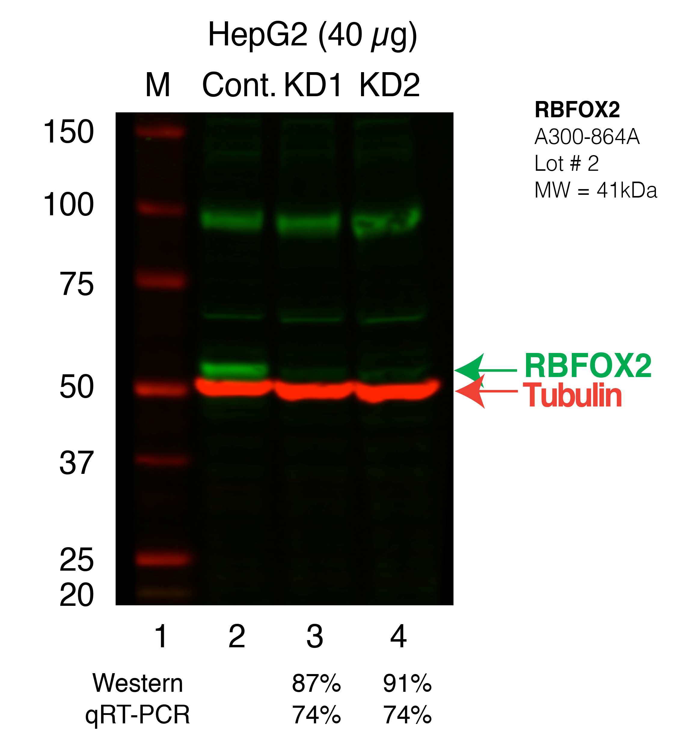 RBFOX2_H_Secondary_Western.png<br>Caption: Western blot following shRNA against RBFOX2 in HepG2 whole cell lysate using RBFOX2 specific antibody. Lane 1 is a ladder, lane 2 is HepG2 non-targeting control knockdown, lane 3 and 4 are two different shRNAs against RBFOX2. RBFOX2 protein appears as the green band, Tubulin serves as a control and appears in red.