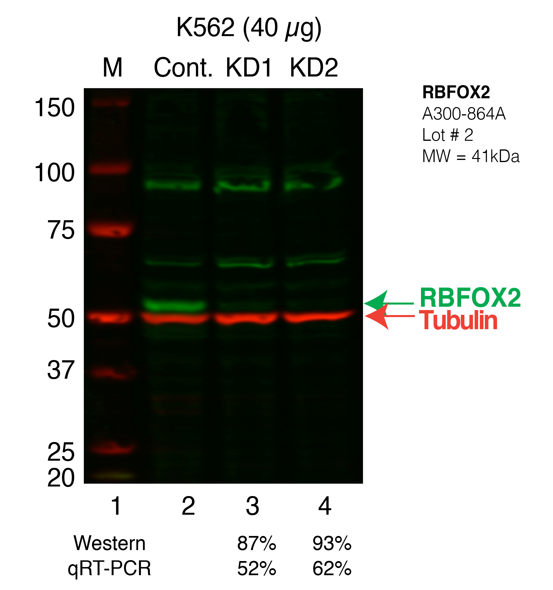 RBFOX2_K_Secondary_Western.png<br>Caption: Western blot following shRNA against RBFOX2 in K562 whole cell lysate using RBFOX2 specific antibody. Lane 1 is a ladder, lane 2 is K562 non-targeting control knockdown, lane 3 and 4 are two different shRNAs against RBFOX2. RBFOX2 protein appears as the green band, Tubulin serves as a control and appears in red.