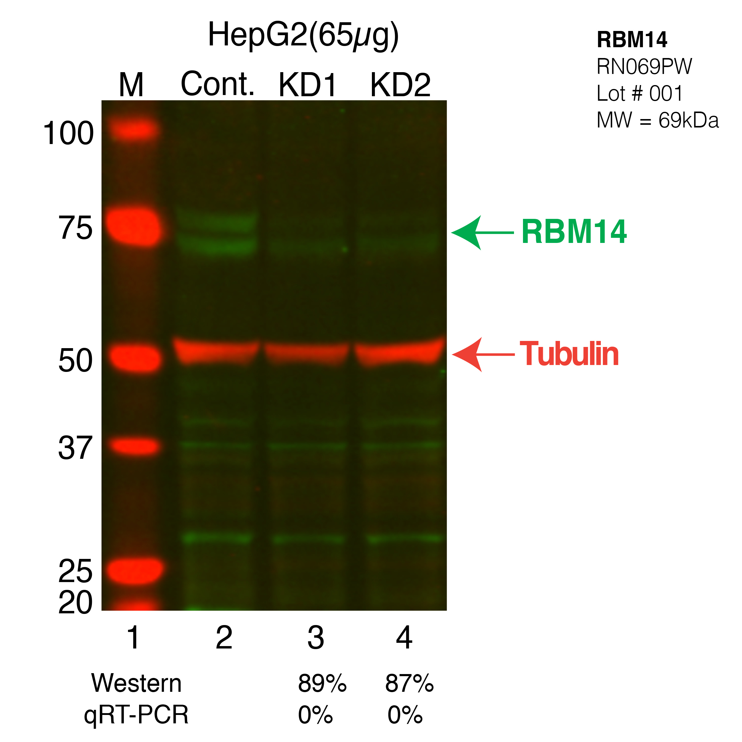 RBM14-CRISPR-HEPG2.png<br>Caption: Western blot following CRISPR against RBM14 in HepG2 whole cell lysate using RBM14 specific antibody. Lane 1 is a ladder, lane 2 is HepG2 non-targeting control knockdown, lane 3 and 4 are two different CRISPR against RBM14. RBM14 protein appears as the green arrow, Tubulin serves as a control and appears in red arrow.