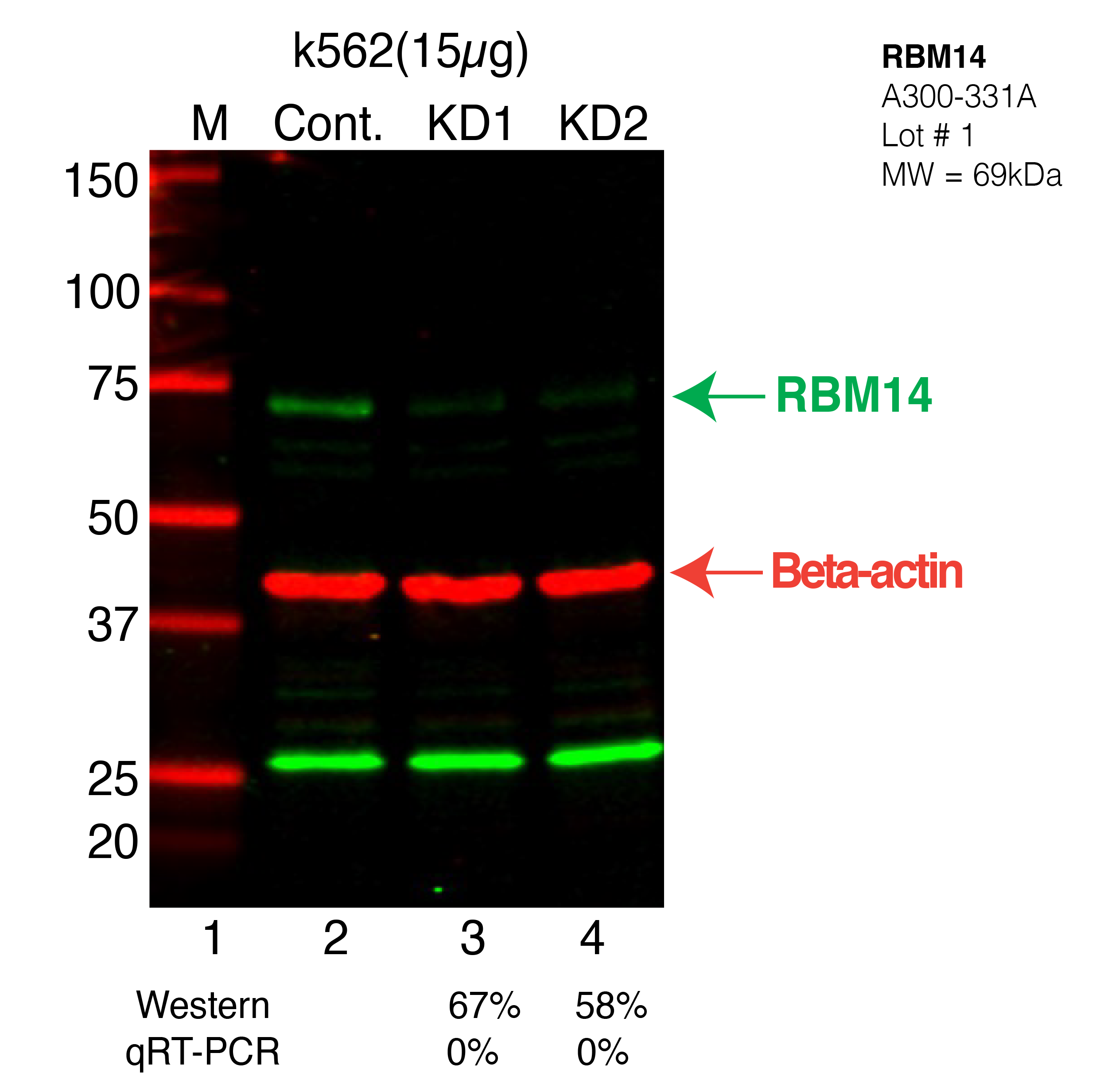 RBM14-K562-CRISPR-A300-331A.png<br>Caption: Western blot following CRISPR against RBM14 in K562 whole cell lysate using RBM14 specific antibody. Lane 1 is a ladder, lane 2 is K562 non-targeting control knockdown, lane 3 and 4 are two different CRISPR against RBM14. RBM14 protein appears as the green arrow, Beta-actin serves as a control and appears in red arrow.