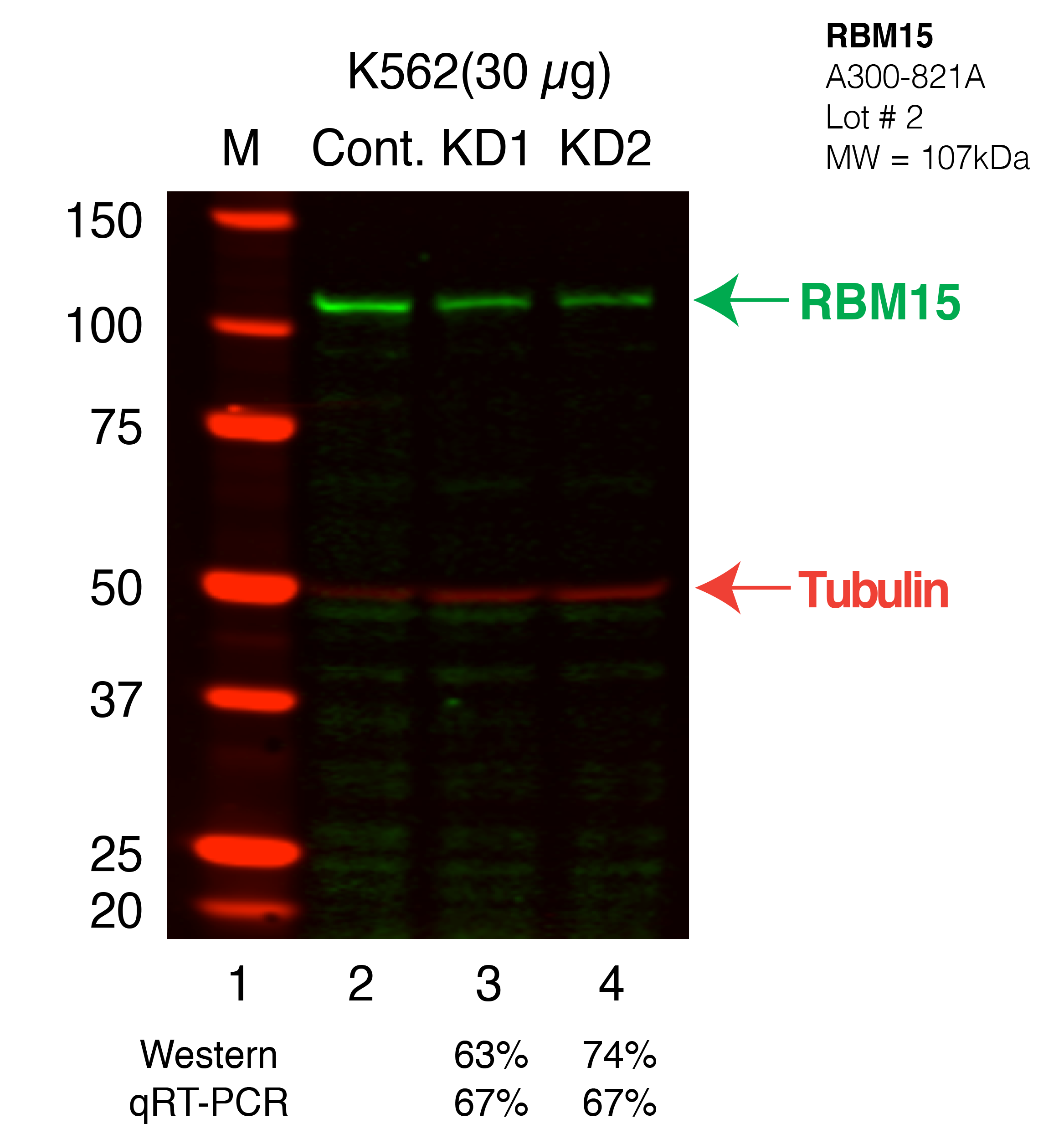 RBM15-K562_Secondary_Western.png<br>Caption: Western blot following shRNA against RBM15 in K562 whole cell lysate using RBM15 specific antibody. Lane 1 is a ladder, lane 2 is K562 non-targeting control knockdown, lane 3 and 4 are two different shRNAs against RBM15.RBM15 protein appears as the green band, Tubulin serves as a control and appears in red.