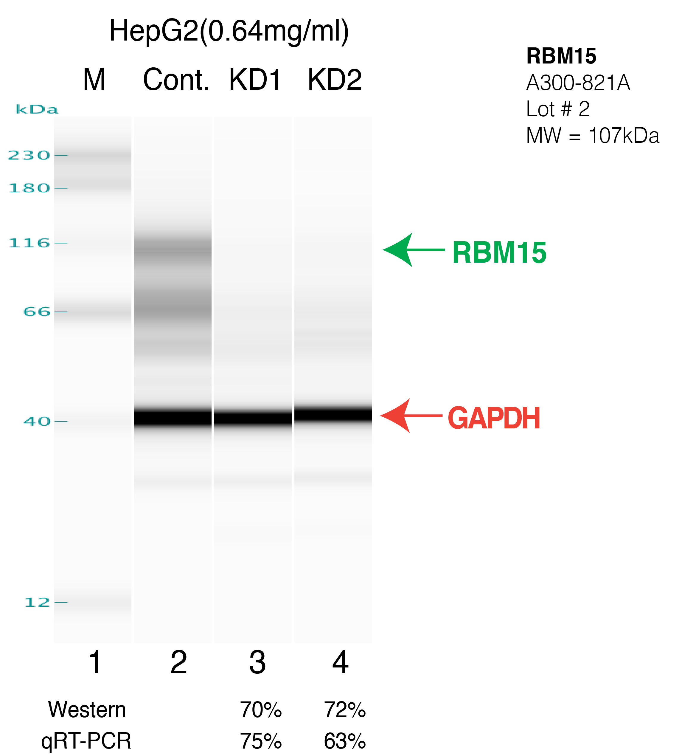 RBM15-hepg2.png<br>Caption: Western blot following shRNA against RBM15 in HepG2 whole cell lysate using RBM15 specific antibody. Lane 1 is a ladder, lane 2 is HepG2 non-targeting control knockdown, lane 3 and 4 are two different shRNAs against RBM15. RBM15 protein appears as the green arrow, GAPDH serves as a control and appears in red arrow.