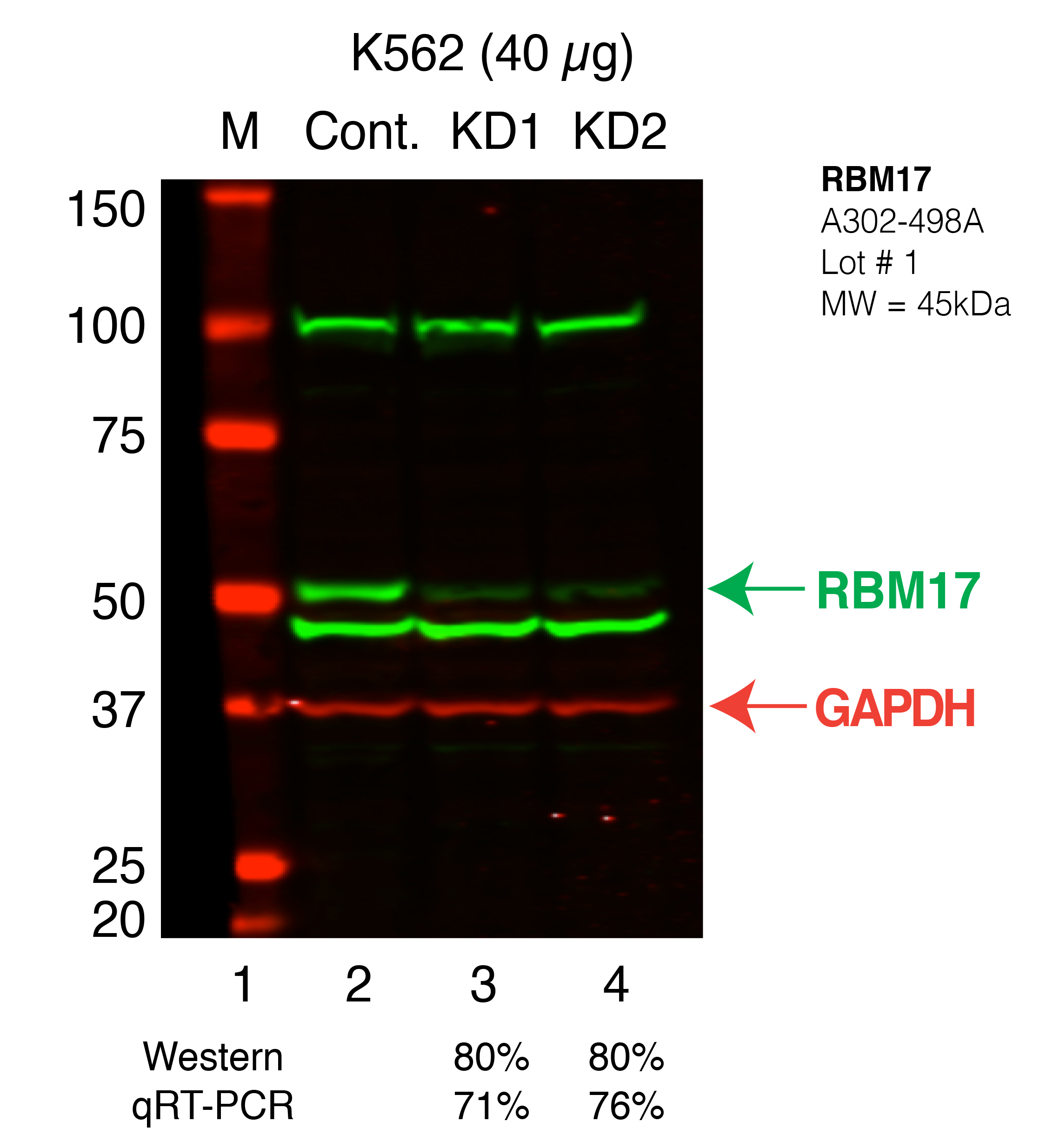 RBM17-K562_Secondary_Western.png<br>Caption: Western blot following shRNA against RBM17 in K562 whole cell lysate using RBM17 specific antibody. Lane 1 is a ladder, lane 2 is K562 non-targeting control knockdown, lane 3 and 4 are two different shRNAs against RBM17.RBM17 protein appears as the green band, GAPDH serves as a control and appears in red.