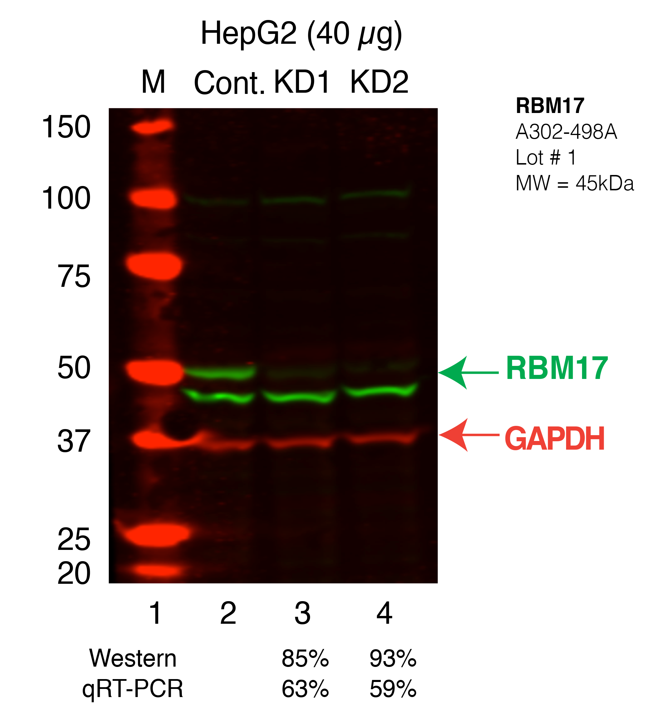 RBM17_Secondary_Western.png<br>Caption: Western blot following shRNA against RBM17 in HepG2 whole cell lysate using RBM17 specific antibody. Lane 1 is a ladder, lane 2 is HepG2 non-targeting control knockdown, lane 3 and 4 are two different shRNAs against RBM17. RBM17 protein appears as the green band, GAPDH serves as a control and appears in red.