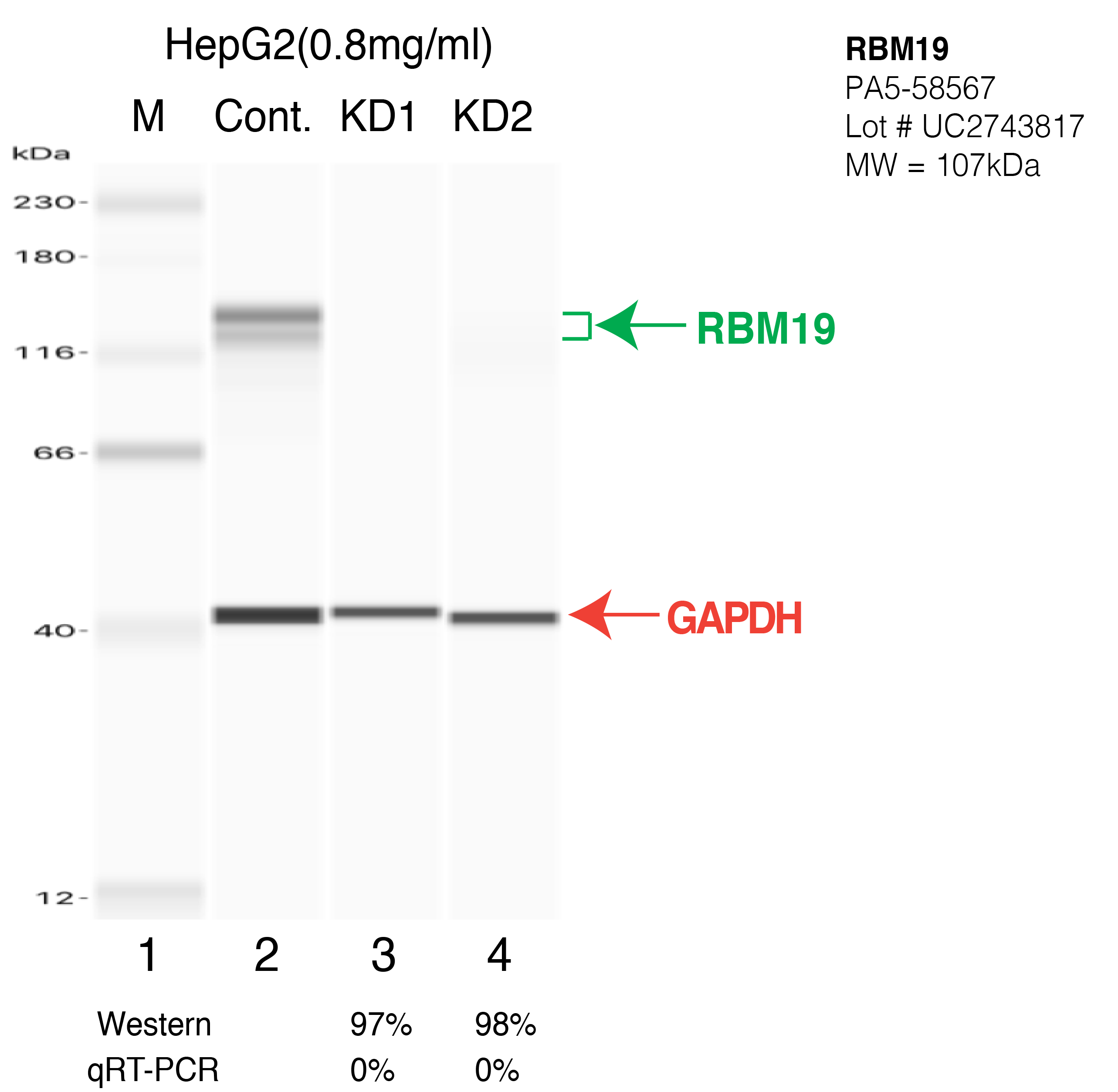 RBM19-HEPG2-CRISPR-PA5-58567.png<br>Caption: Western blot following CRISPR against RBM19 in HepG2 whole cell lysate using RBM19 specific antibody. Lane 1 is a ladder, lane 2 is HepG2 non-targeting control knockdown, lane 3 and 4 are two different CRISPR against RBM19. RBM19 protein appears as the green arrow, GAPDH serves as a control and appears in red arrow.