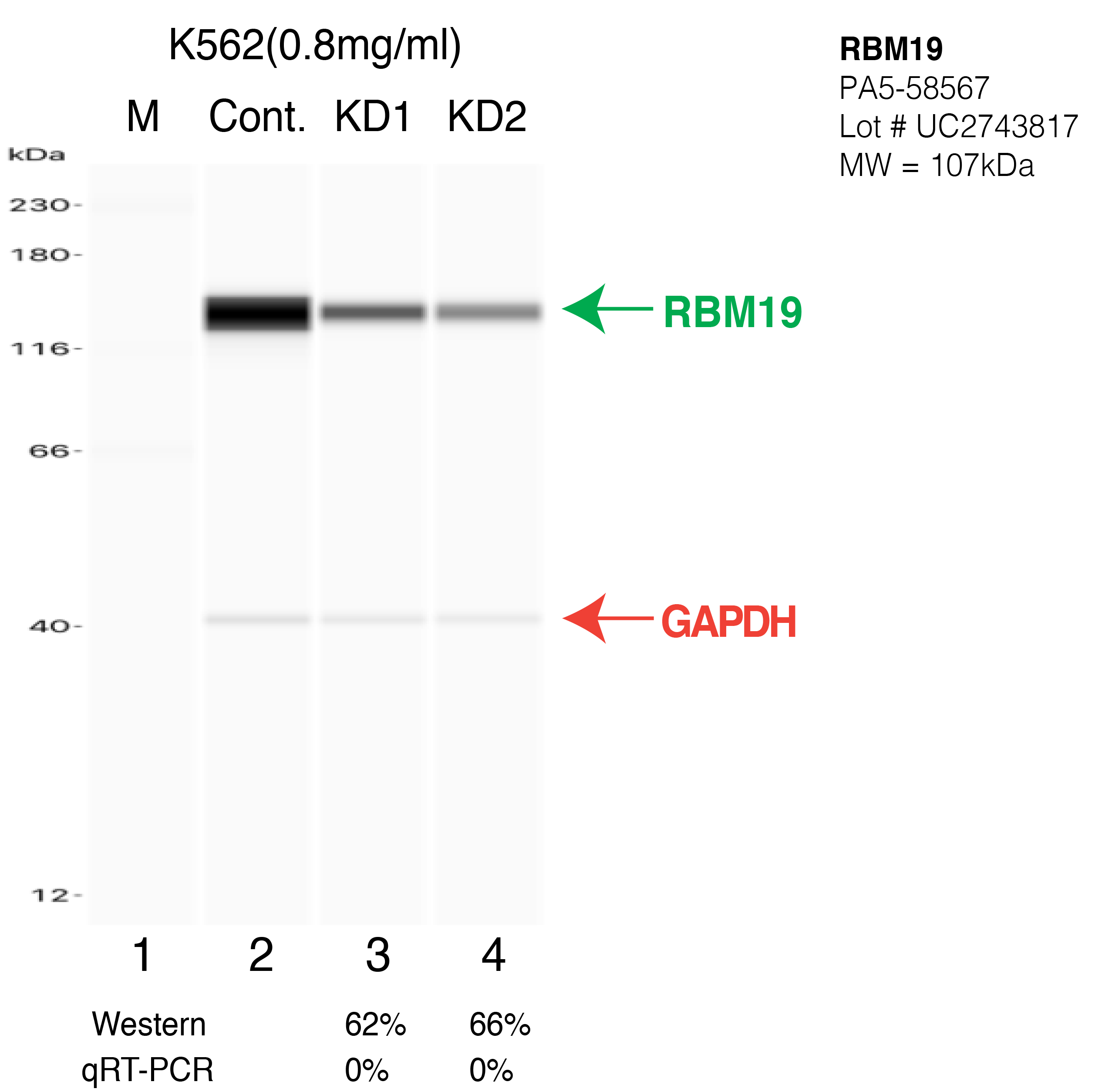 RBM19-K562-CRISPR-PA5-58567.png<br>Caption: Western blot following CRISPR against RBM19 in K562 whole cell lysate using RBM19 specific antibody. Lane 1 is a ladder, lane 2 is K562 non-targeting control knockdown, lane 3 and 4 are two different CRISPR against RBM19. RBM19 protein appears as the green arrow, GAPDH serves as a control and appears in red arrow.