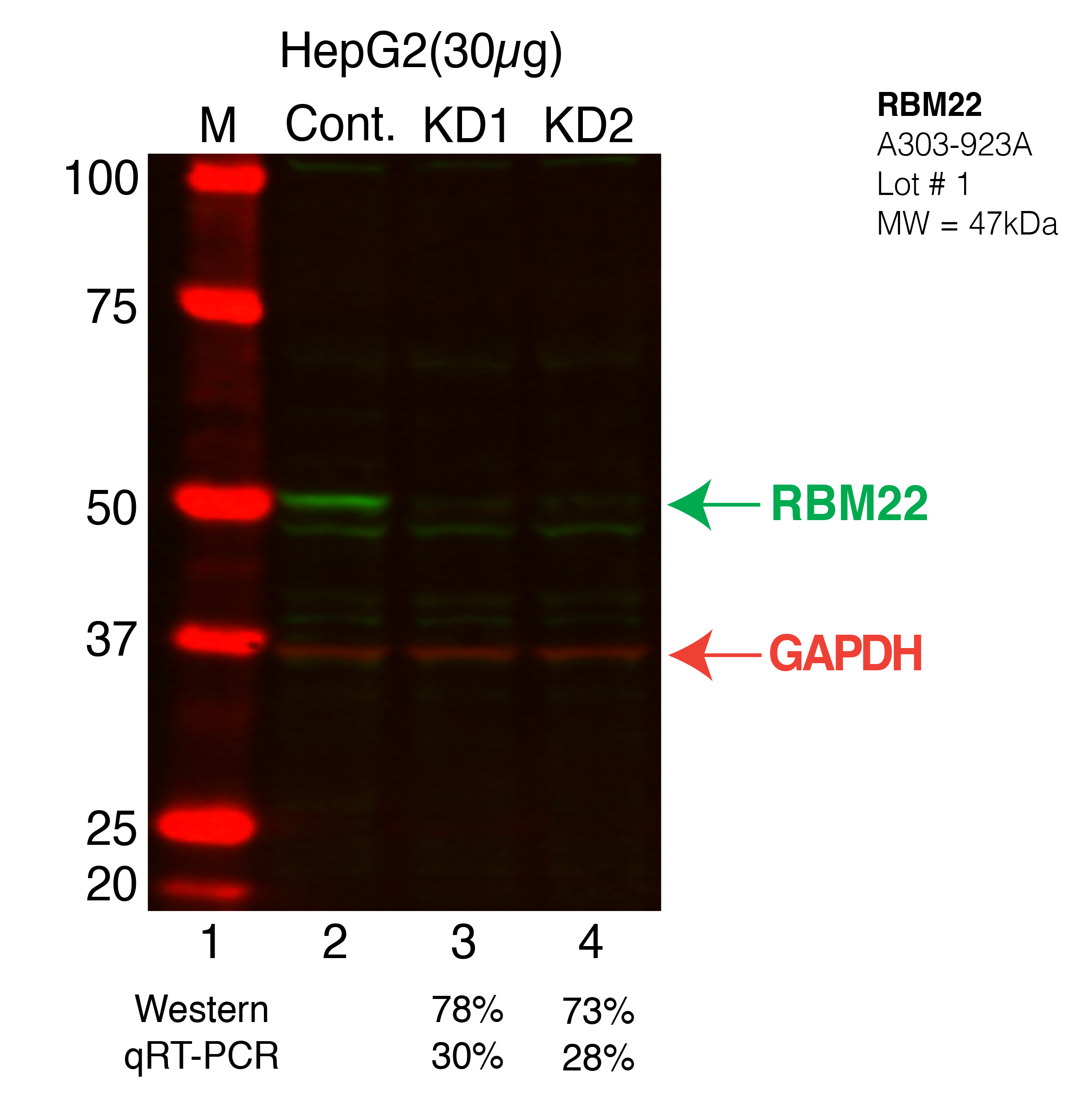 RBM22-HEPG2.png<br>Caption: Western blot following shRNA against RBM22 in HepG2 whole cell lysate using RBM22 specific antibody. Lane 1 is a ladder, lane 2 is HepG2 non-targeting control knockdown, lane 3 and 4 are two different shRNAs against RBM22.RBM22 protein appears as the green band, GAPDH serves as a control and appears in red.