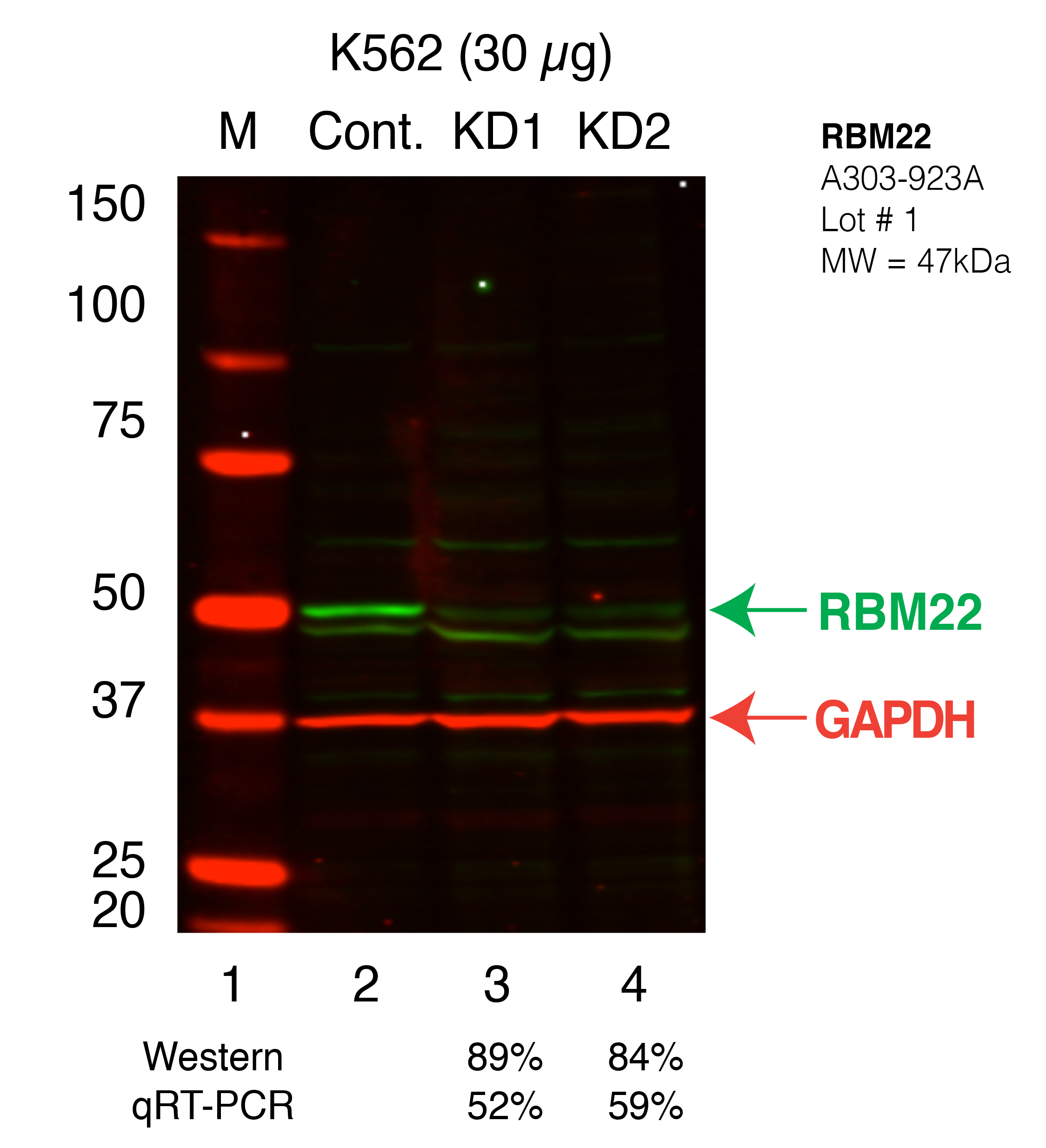 RBM22_Secondary_Western.png<br>Caption: Western blot following shRNA against RBM22 in K562 whole cell lysate using RBM22 specific antibody. Lane 1 is a ladder, lane 2 is K562 non-targeting control knockdown, lane 3 and 4 are two different shRNAs against RBM22. RBM22 protein appears as the green band, GAPDH serves as a control and appears in red.