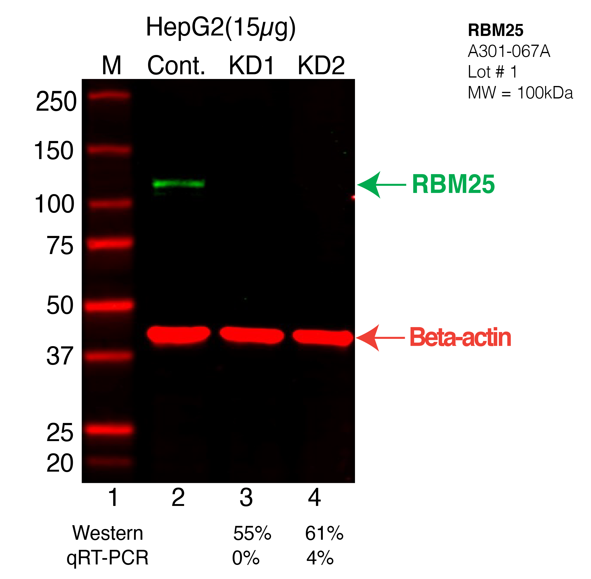 RBM25-HEPG2-CRISPR-A301-067A.png<br>Caption: Western blot following CRISPR against RBM25 in HepG2 whole cell lysate using RBM25 specific antibody. Lane 1 is a ladder, lane 2 is HepG2 non-targeting control knockdown, lane 3 and 4 are two different CRISPR against RBM25. RBM25 protein appears as the green arrow, Beta-actin serves as a control and appears in red arrow.