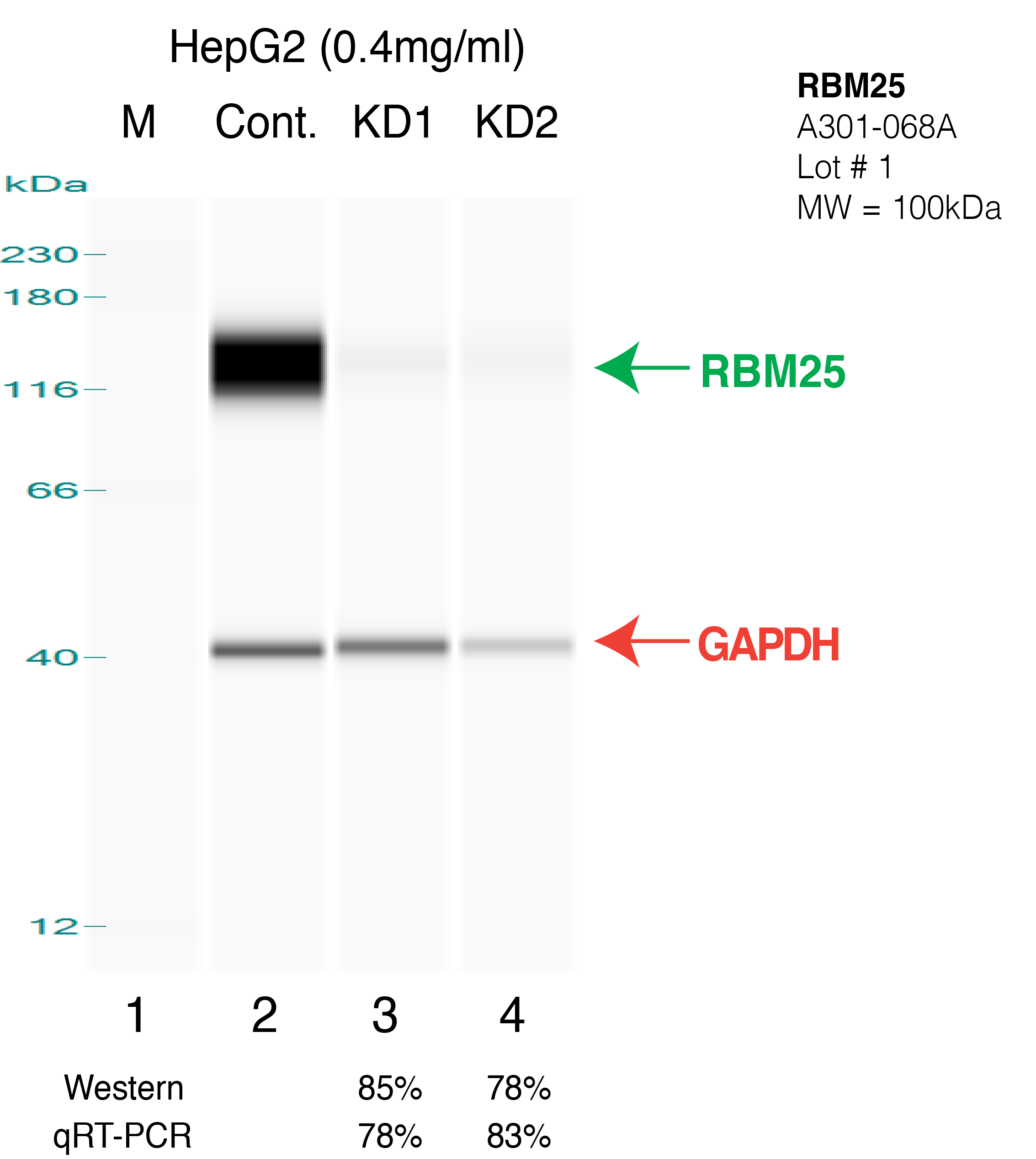 RBM25-HEPG2.png<br>Caption: Western blot following shRNA against RBM25 in HepG2 whole cell lysate using RBM25 specific antibody. Lane 1 is a ladder, lane 2 is HepG2 non-targeting control knockdown, lane 3 and 4 are two different shRNAs against RBM25. RBM25 protein appears as the green arrow, GAPDH serves as a control and appears in red arrow.