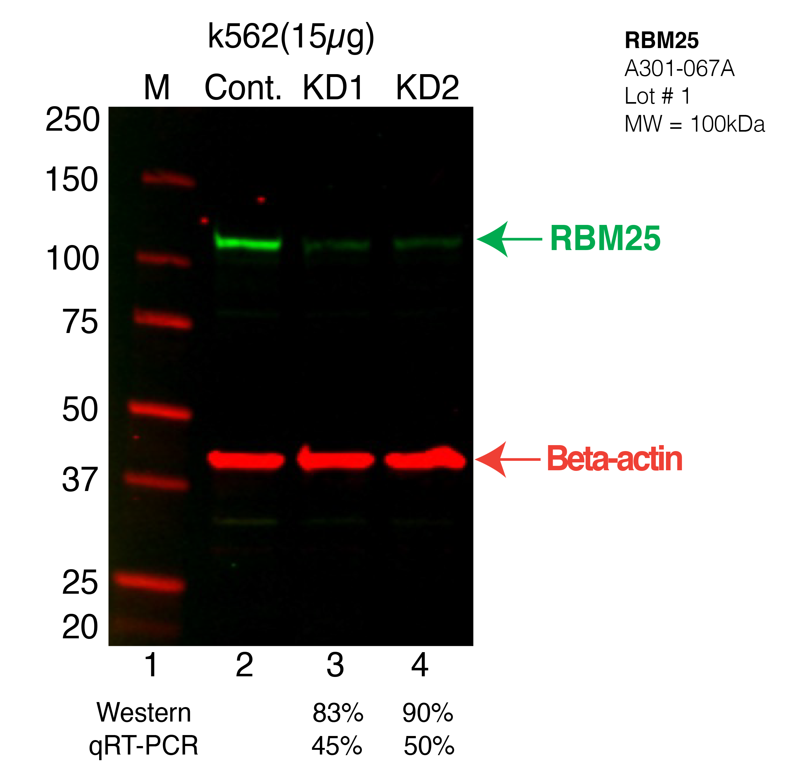 RBM25-K562-CRISPR-A301-067A.png<br>Caption: Western blot following CRISPR against RBM25 in K562 whole cell lysate using RBM25 specific antibody. Lane 1 is a ladder, lane 2 is K562 non-targeting control knockdown, lane 3 and 4 are two different CRISPR against RBM25. RBM25 protein appears as the green arrow, Beta-actin serves as a control and appears in red arrow.