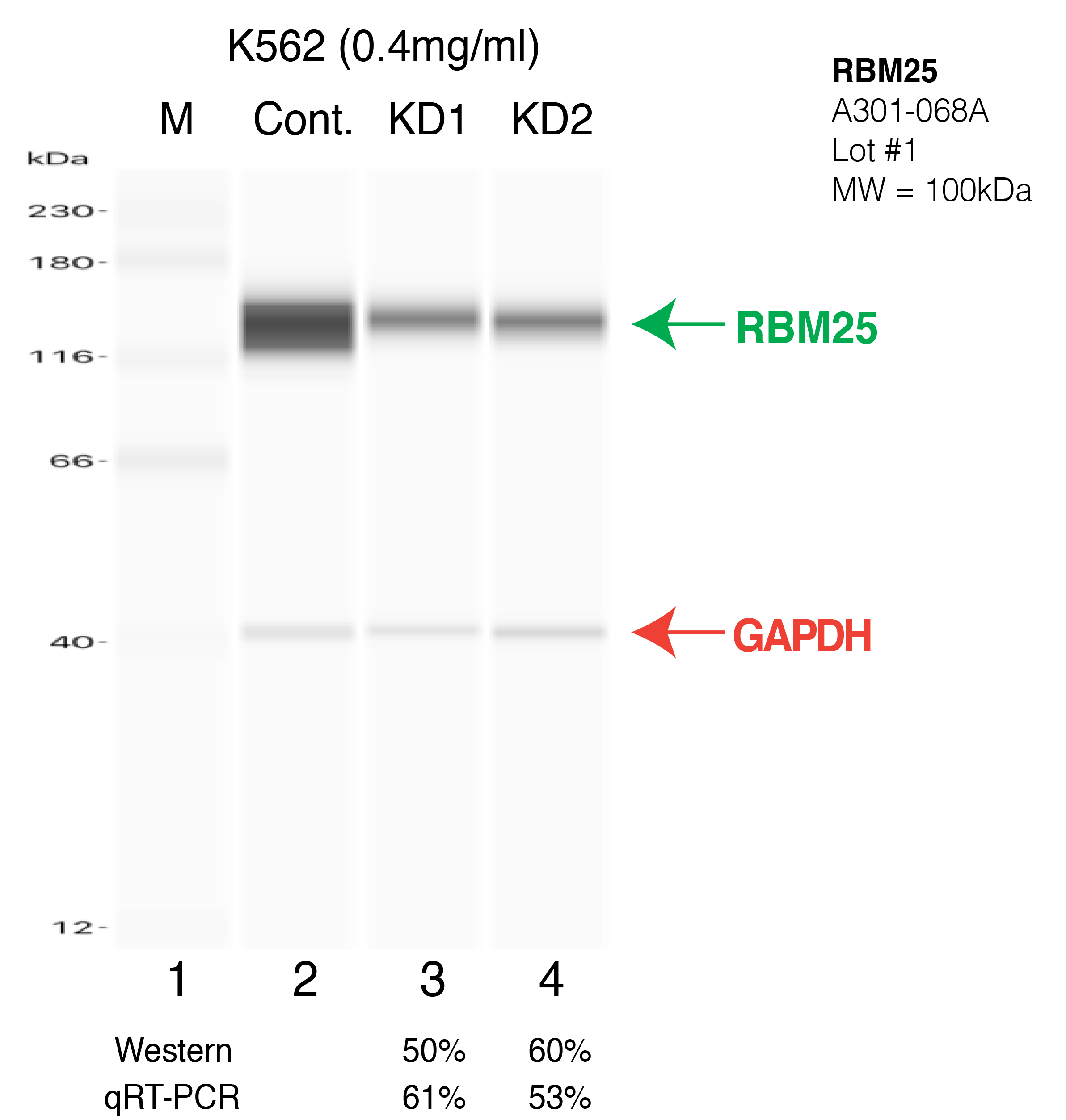 RBM25-K562-CRISPR.png<br>Caption: Western blot following CRISPR against RBM25 in K562 whole cell lysate using RBM25 specific antibody. Lane 1 is a ladder, lane 2 is K562 non-targeting control knockdown, lane 3 and 4 are two different CRISPR against RBM25. RBM25 protein appears as the green arrow, GAPDH serves as a control and appears in red arrow.