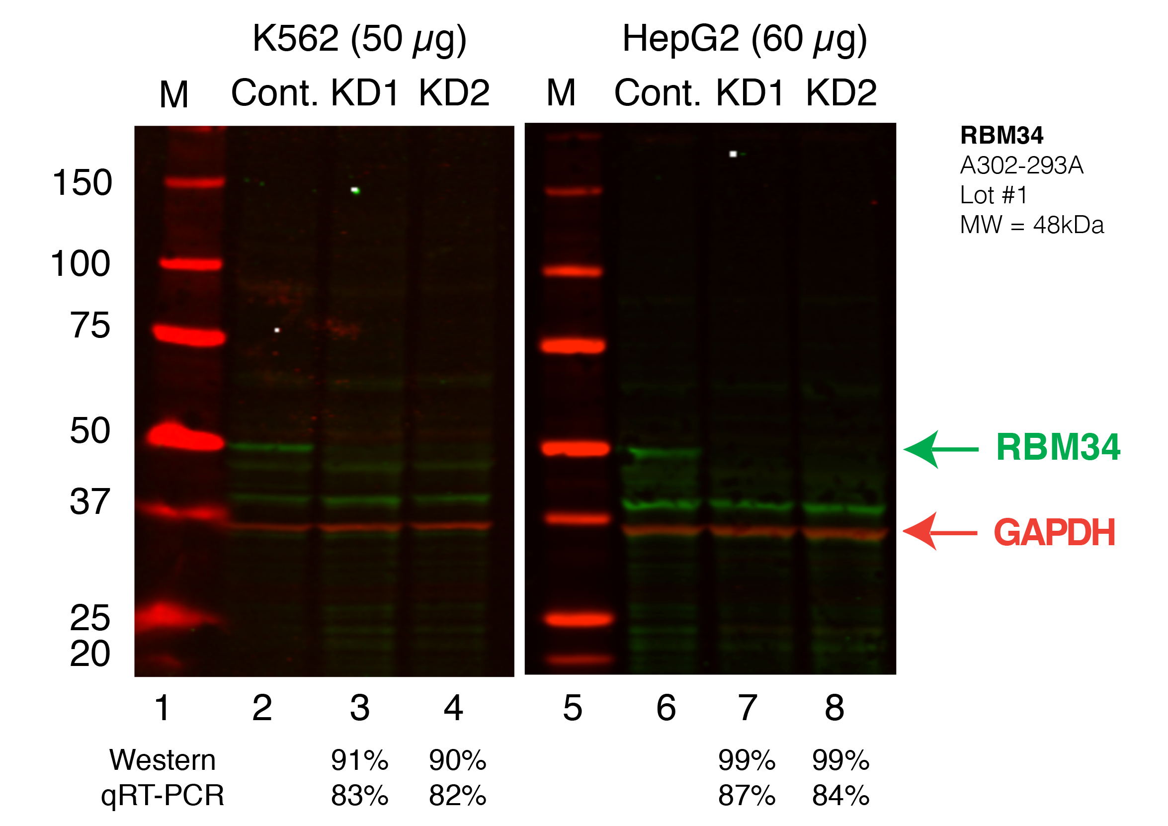 RBM34_Secondary_Western.png<br>Caption: Western blot following shRNA against RBM34 in K562 and HepG2 whole cell lysate using RBM34 specific antibody. Lane 1 is a ladder, lane 2 is K562 non-targeting control knockdown, lane 2 and 3 are two different shRNAs against RBM34. Lanes 5-7 follow the same pattern, but in HepG2. RBM34 protein appears as the green band, GAPDH serves as a control and appears in red.