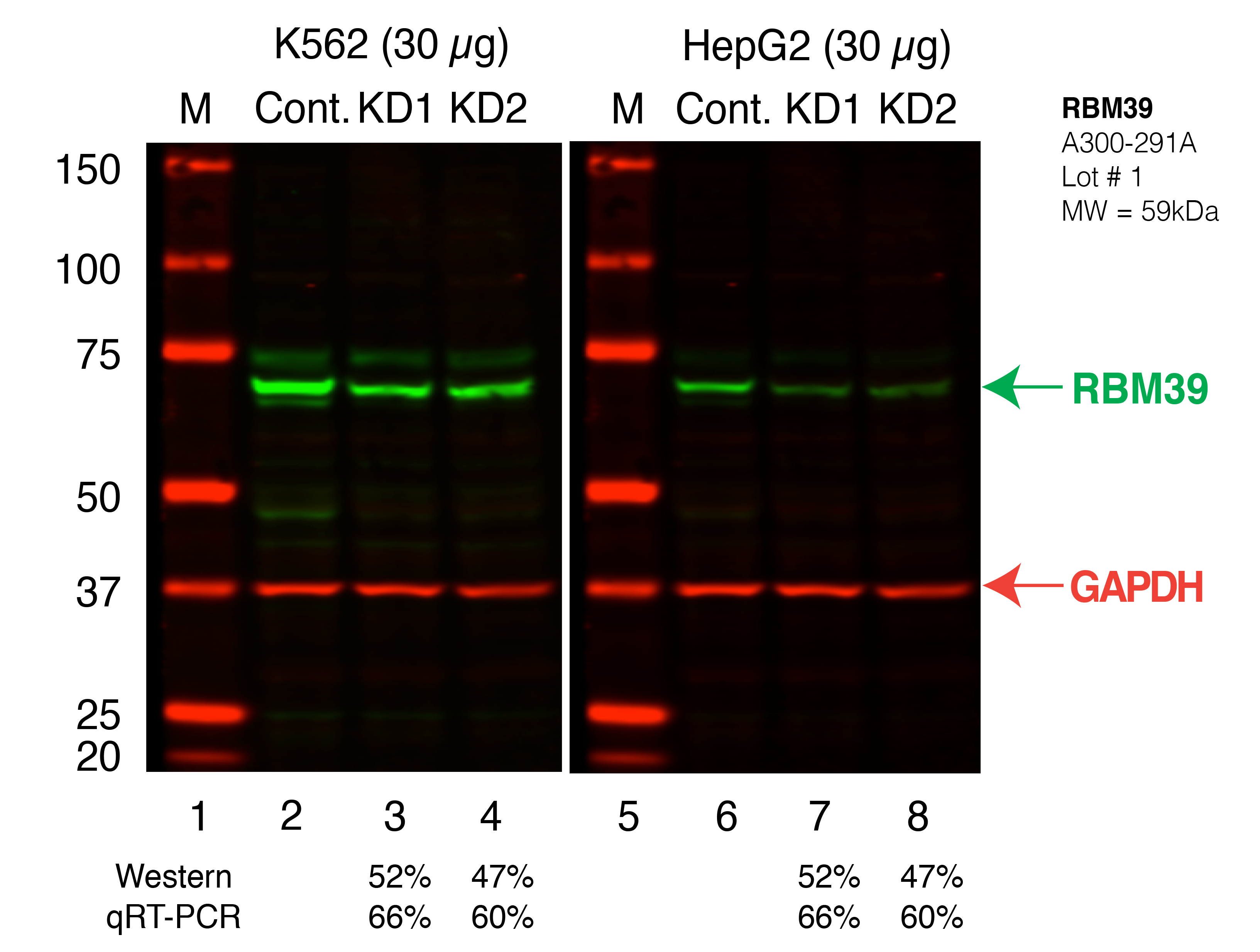 RBM39_Secondary_Western.png<br>Caption: Western blot following shRNA against RBM39 in K562 and HepG2 whole cell lysate using RBM39 specific antibody. Lane 1 is a ladder, lane 2 is K562 non-targeting control knockdown, lane 3 and 4 are two different shRNAs against RBM39. Lanes 5-8 follow the same pattern, but in HepG2. RBM39 protein appears as the green band, GAPDH serves as a control and appears in red.