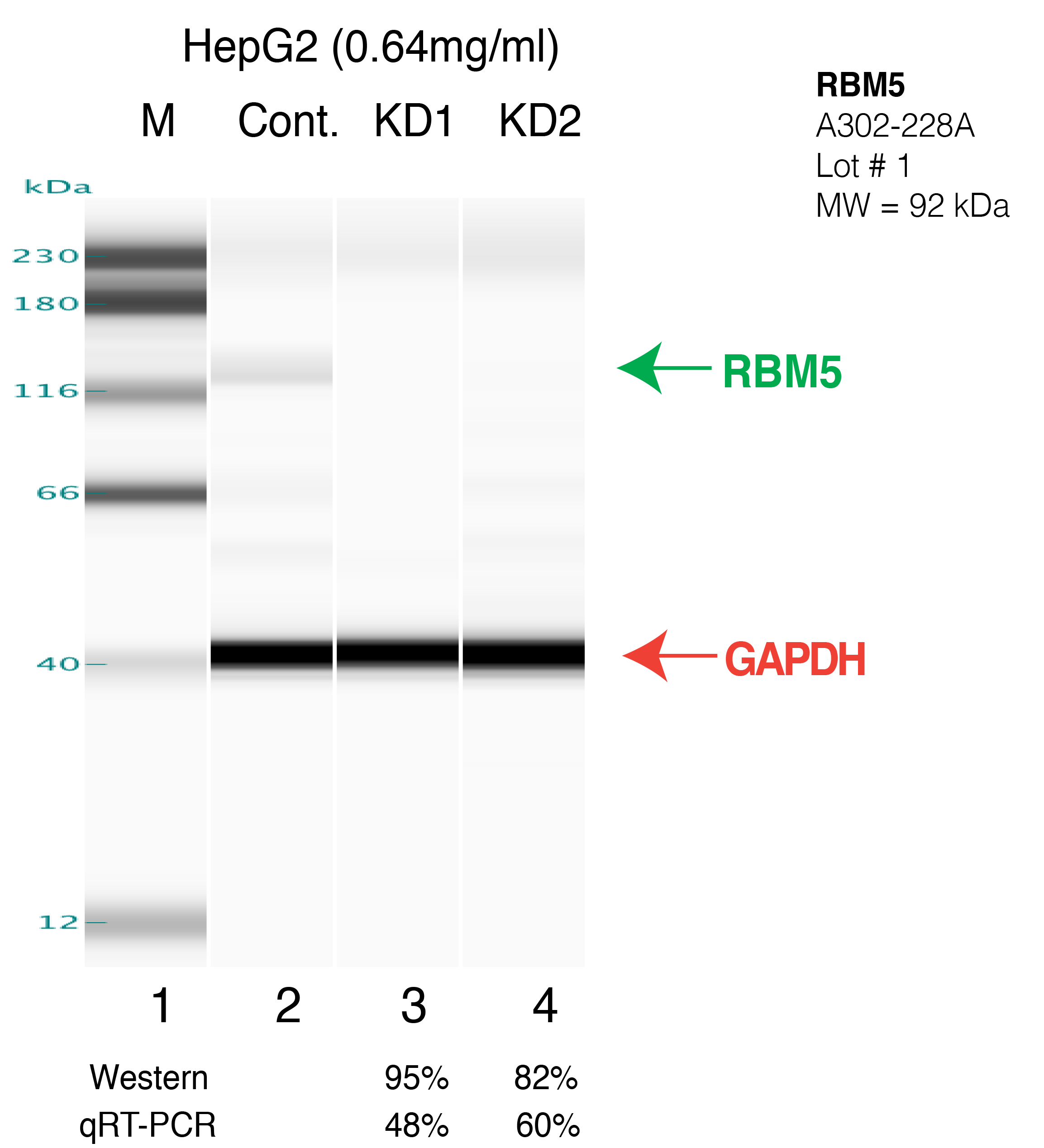 RBM5-HEPG2-CRISPR.png<br>Caption: Western blot following CRISPR against RBM5 in HepG2 whole cell lysate using RBM5 specific antibody. Lane 1 is a ladder, lane 2 is HepG2 non-targeting control knockdown, lane 3 and 4 are two different CRISPR against RBM5. RBM5 protein appears as the green arrow, GAPDH serves as a control and appears in red arrow.