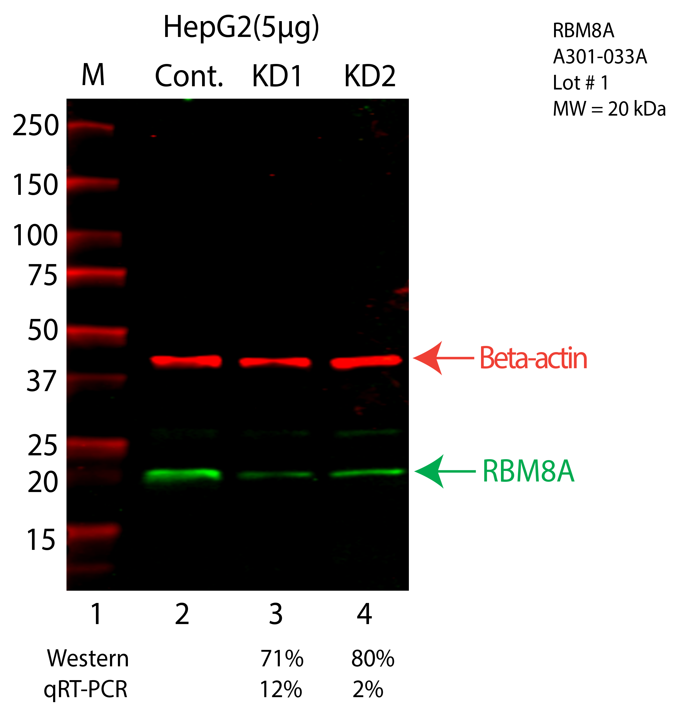 RBM8A-HEPG2-CRISPR-A301-033A.png<br>Caption: Western blot following CRISPR against RBM8A in HepG2 whole cell lysate using RBM8A specific antibody. Lane 1 is a ladder, lane 2 is HepG2 non-targeting control knockdown, lane 3 and 4 are two different CRISPR against RBM8A. RBM8A protein appears as the green arrow, Beta-actin serves as a control and appears in red arrow.