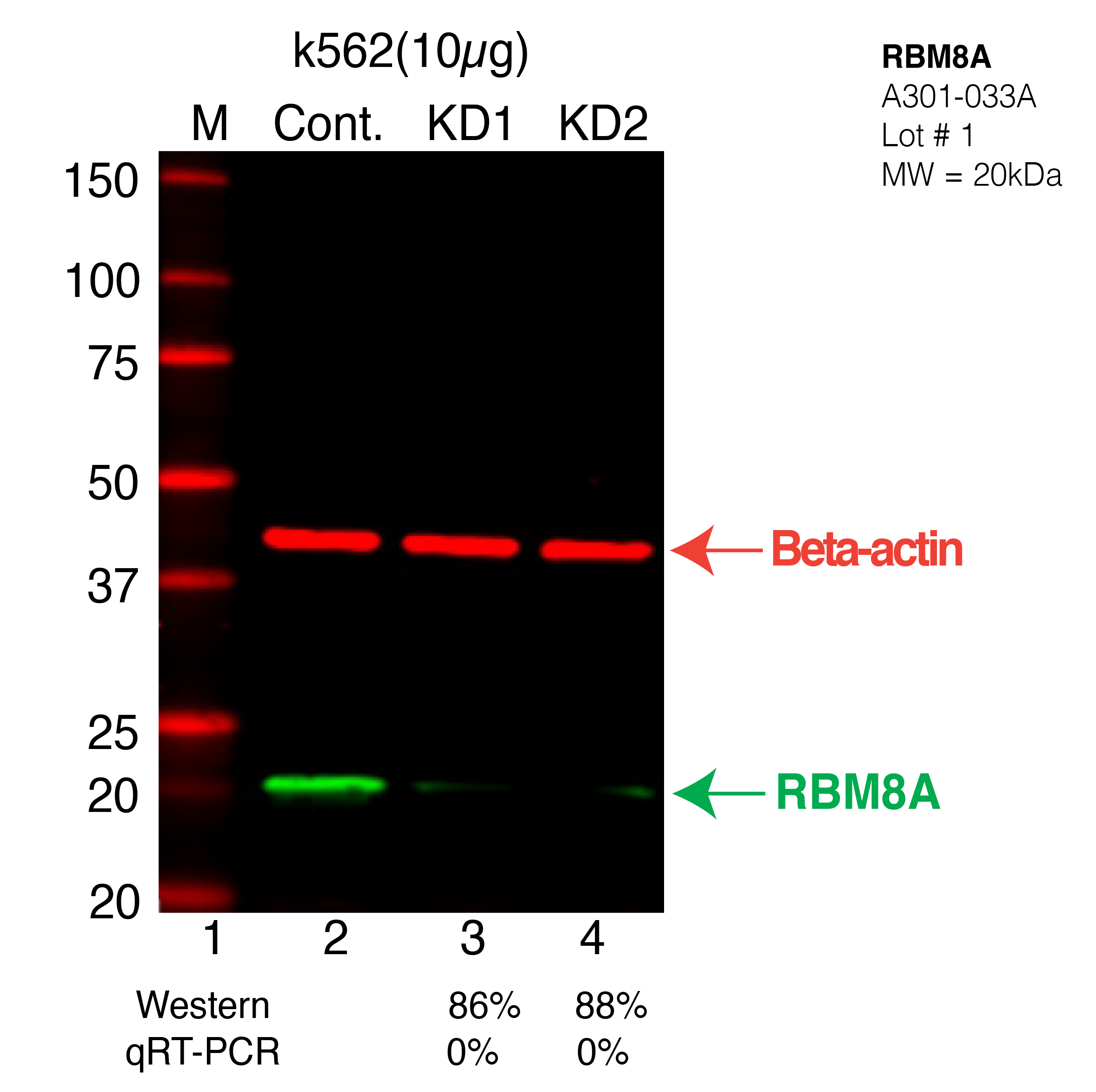 RBM8A-K562-CRISPR-A301-033A.png<br>Caption: Western blot following CRISPR against RBM8A in K562 whole cell lysate using RBM8A specific antibody. Lane 1 is a ladder, lane 2 is K562 non-targeting control knockdown, lane 3 and 4 are two different CRISPR against RBM8A. RBM8A protein appears as the green arrow, Beta-actin serves as a control and appears in red arrow.