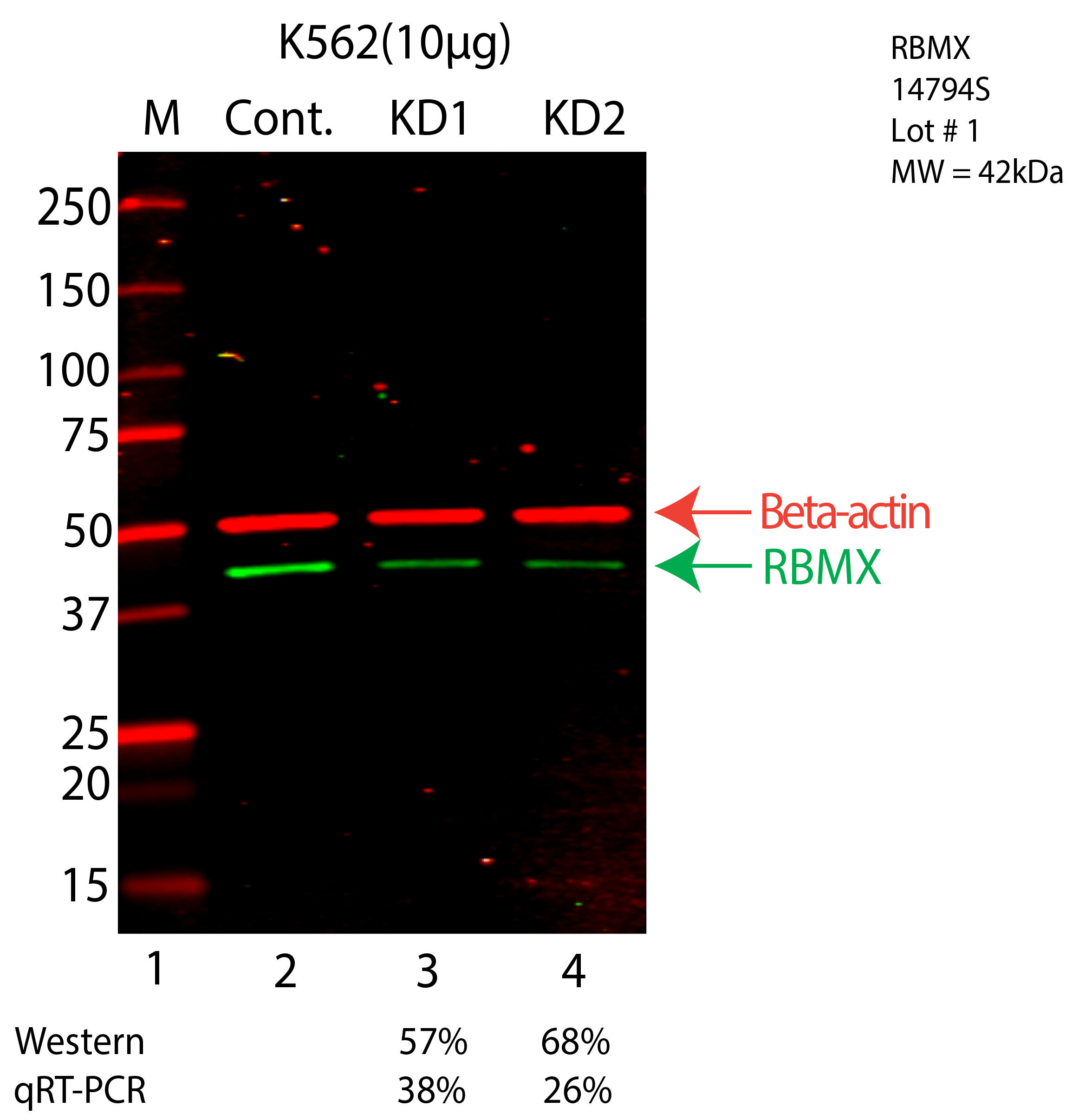 RBMX-K562-CRISPR-14794S.png<br>Caption: Western blot following CRISPR against RBMX in K562 whole cell lysate using RBMX specific antibody. Lane 1 is a ladder, lane 2 is K562 non-targeting control knockdown, lane 3 and 4 are two different CRISPR against RBMX. RBMX protein appears as the green arrow, Beta-actin serves as a control and appears in red arrow.