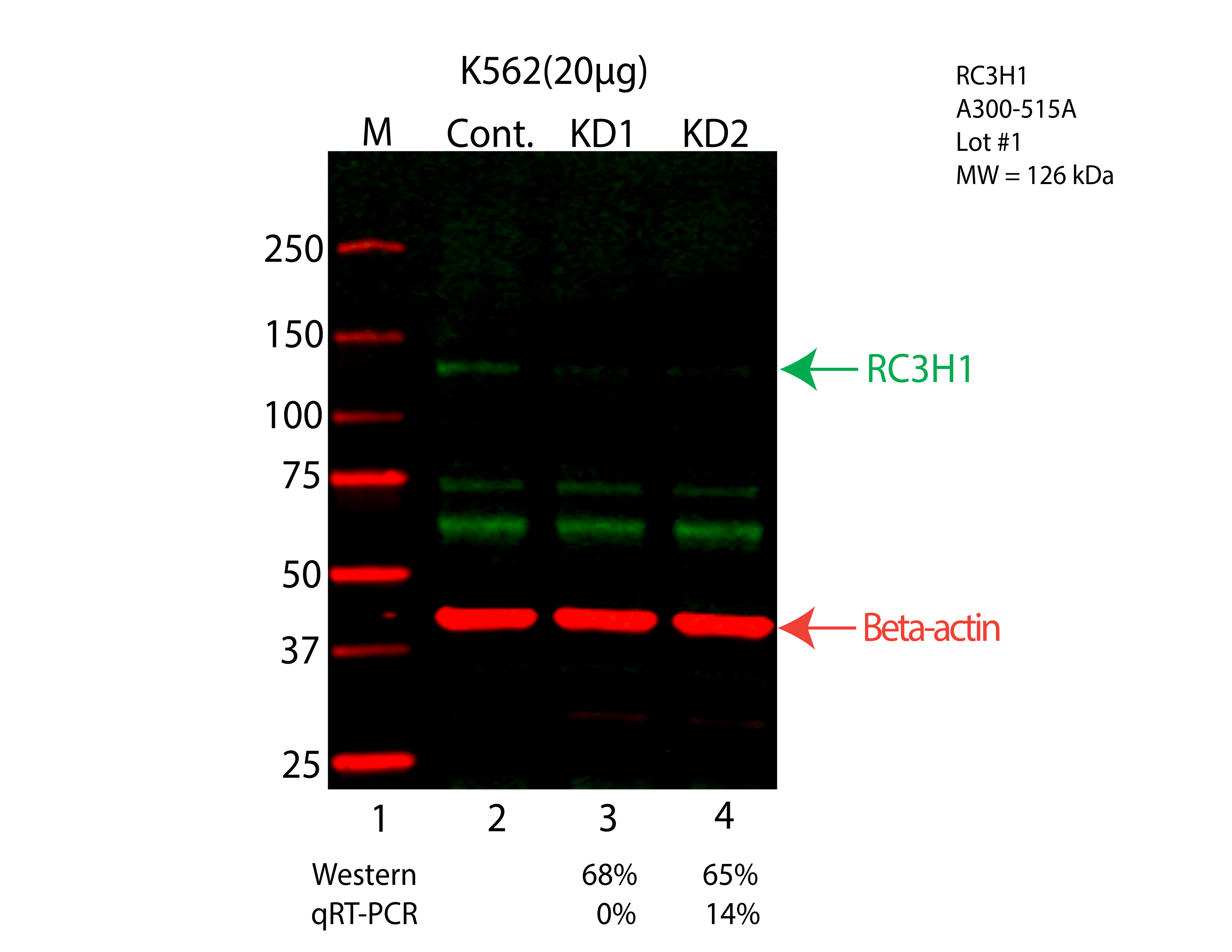 RC3H1-K562-CRISPR-A300-515A.png<br>Caption: Western blot following CRISPR against RC3H1 in K562 whole cell lysate using RC3H1 specific antibody. Lane 1 is a ladder, lane 2 is K562 non-targeting control knockdown, lane 3 and 4 are two different CRISPR against RC3H1. RC3H1 protein appears as the green arrow, Beta-actin serves as a control and appears in red arrow.