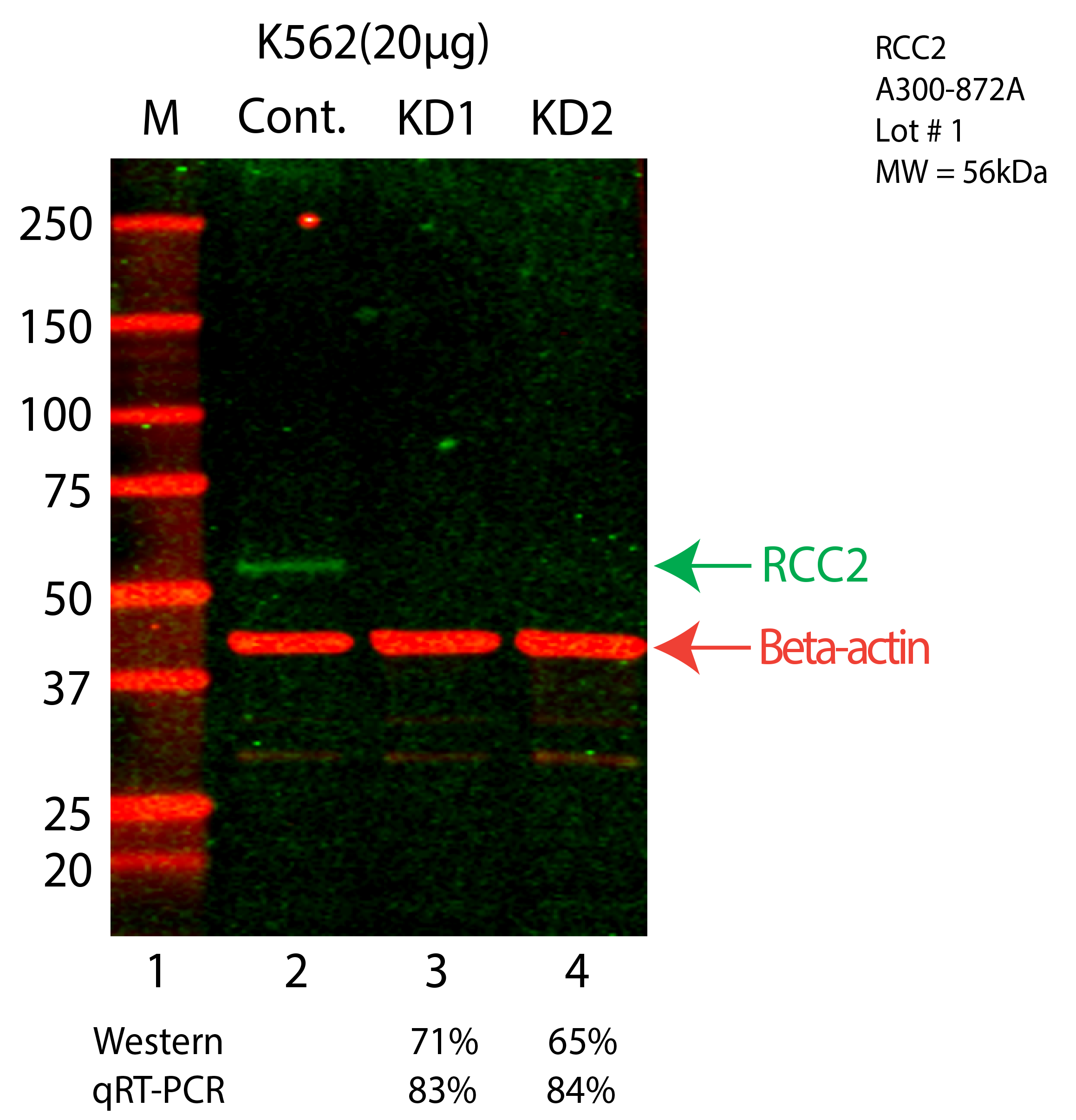 RCC2-K562-A300-872A.png<br>Caption: Western blot following shRNA against RCC2 in K562 whole cell lysate using RCC2 specific antibody. Lane 1 is a ladder, lane 2 is K562 non-targeting control knockdown, lane 3 and 4 are two different shRNA against RCC2. RCC2 protein appears as the green arrow, Beta-actin serves as a control and appears in red arrow.