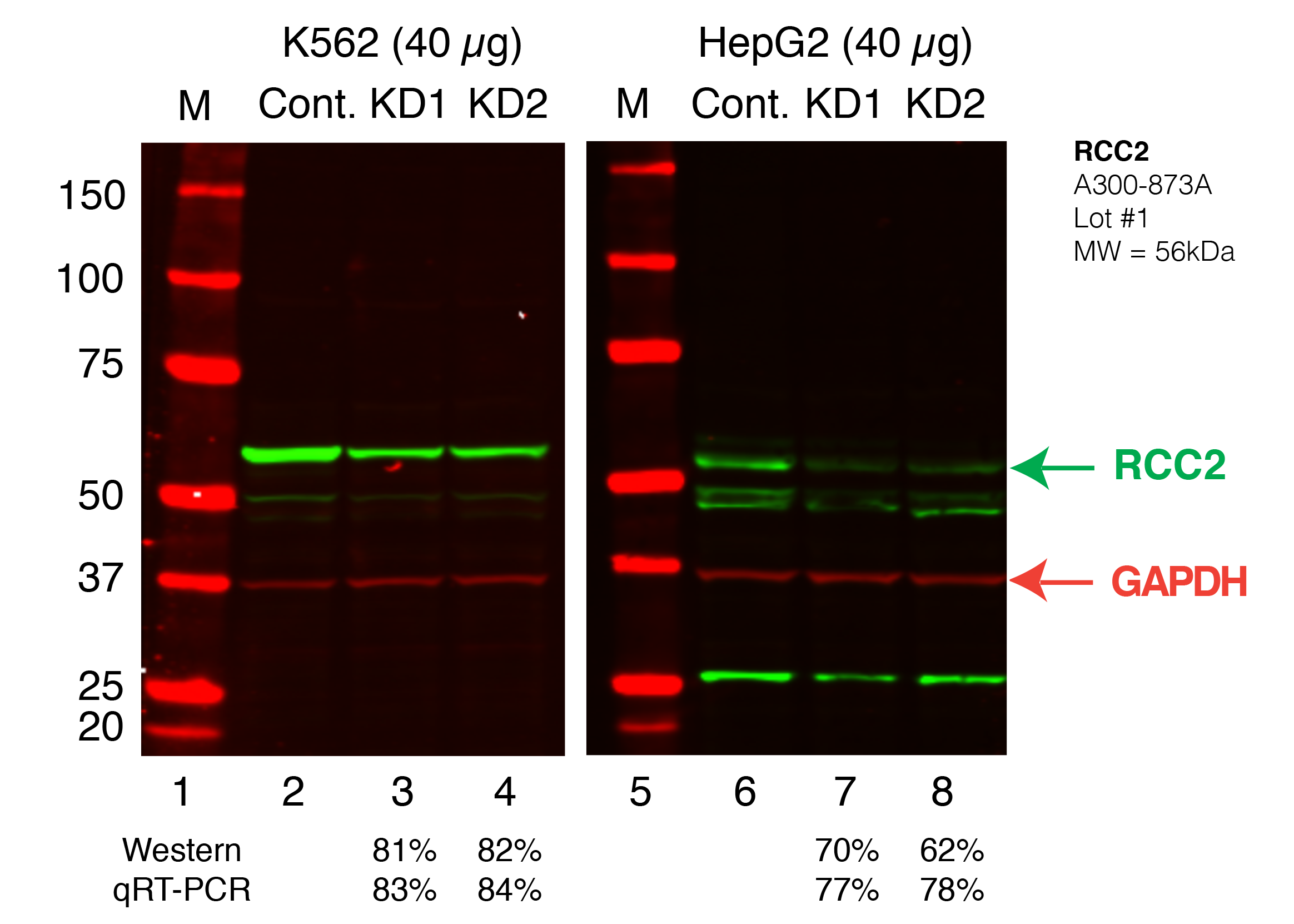 RCC2_Secondary_Western.png<br>Caption: Western blot following shRNA against RCC2 in K562 and HepG2 whole cell lysate using RCC2 specific antibody. Lane 1 is a ladder, lane 2 is K562 non-targeting control knockdown, lane 2 and 3 are two different shRNAs against RCC2. Lanes 5-7 follow the same pattern, but in HepG2. RCC2 protein appears as the green band, GAPDH serves as a control and appears in red.