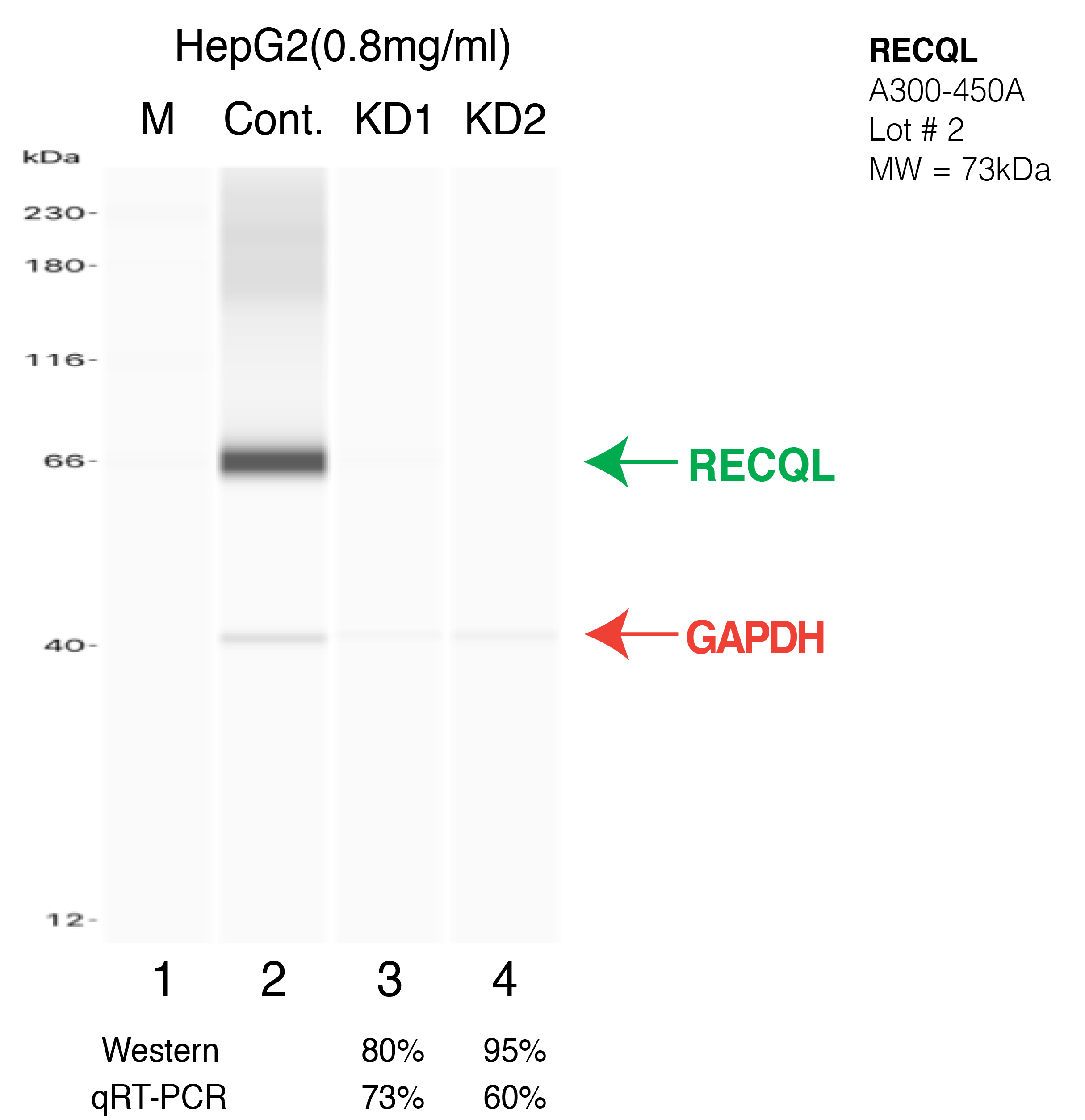 RECQL-HEPG2-A300-450A.png<br>Caption: Western blot following shRNA against RECQL in HepG2 whole cell lysate using RECQL specific antibody. Lane 1 is a ladder, lane 2 is HepG2 non-targeting control knockdown, lane 3 and 4 are two different shRNA against RECQL. RECQL protein appears as the green arrow, GAPDH serves as a control and appears in red arrow.