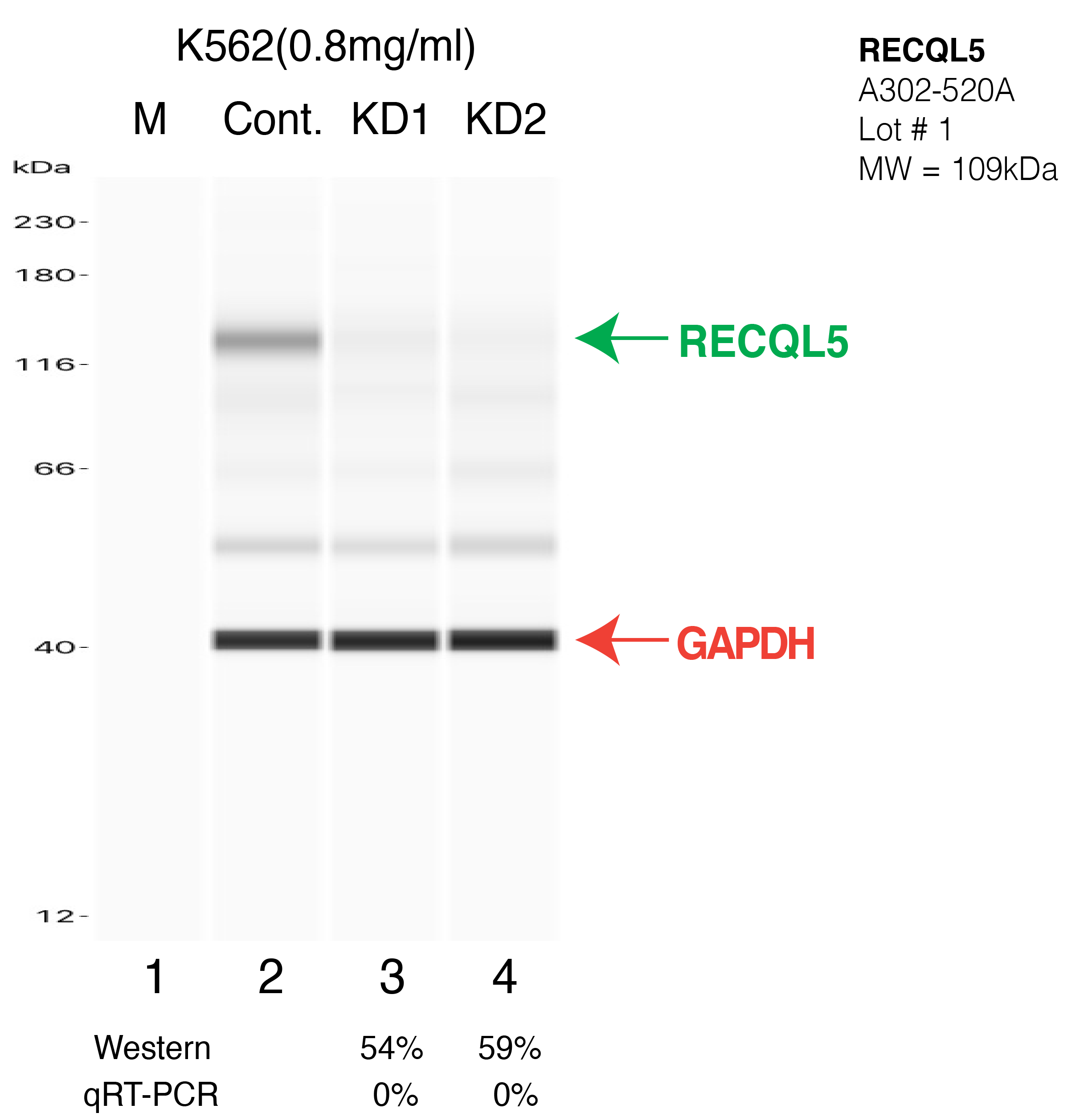 RECQL5-K562-CRISPR-A302-520A.png<br>Caption: Western blot following CRISPR against RECQL5 in K562 whole cell lysate using RECQL5 specific antibody. Lane 1 is a ladder, lane 2 is K562 non-targeting control knockdown, lane 3 and 4 are two different CRISPR against RECQL5. RECQL5 protein appears as the green arrow, GAPDH serves as a control and appears in red arrow.