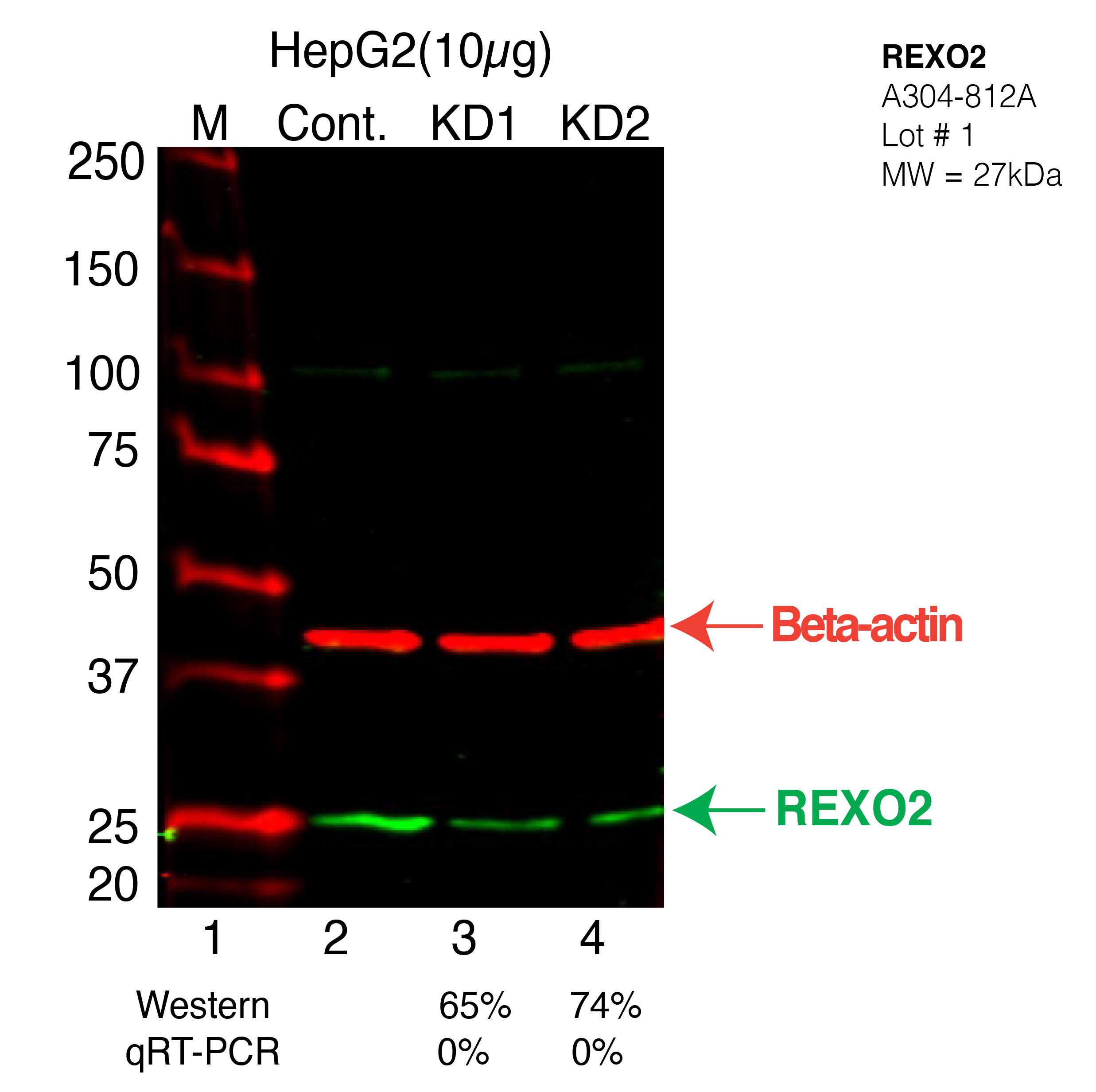 REXO2-HEPG2-CRISPR-A304-812A.png<br>Caption: Western blot following CRISPR against REXO2 in HepG2 whole cell lysate using REXO2 specific antibody. Lane 1 is a ladder, lane 2 is HepG2 non-targeting control knockdown, lane 3 and 4 are two different CRISPR against REXO2. REXO2 protein appears as the green arrow, Beta-actin serves as a control and appears in red arrow.