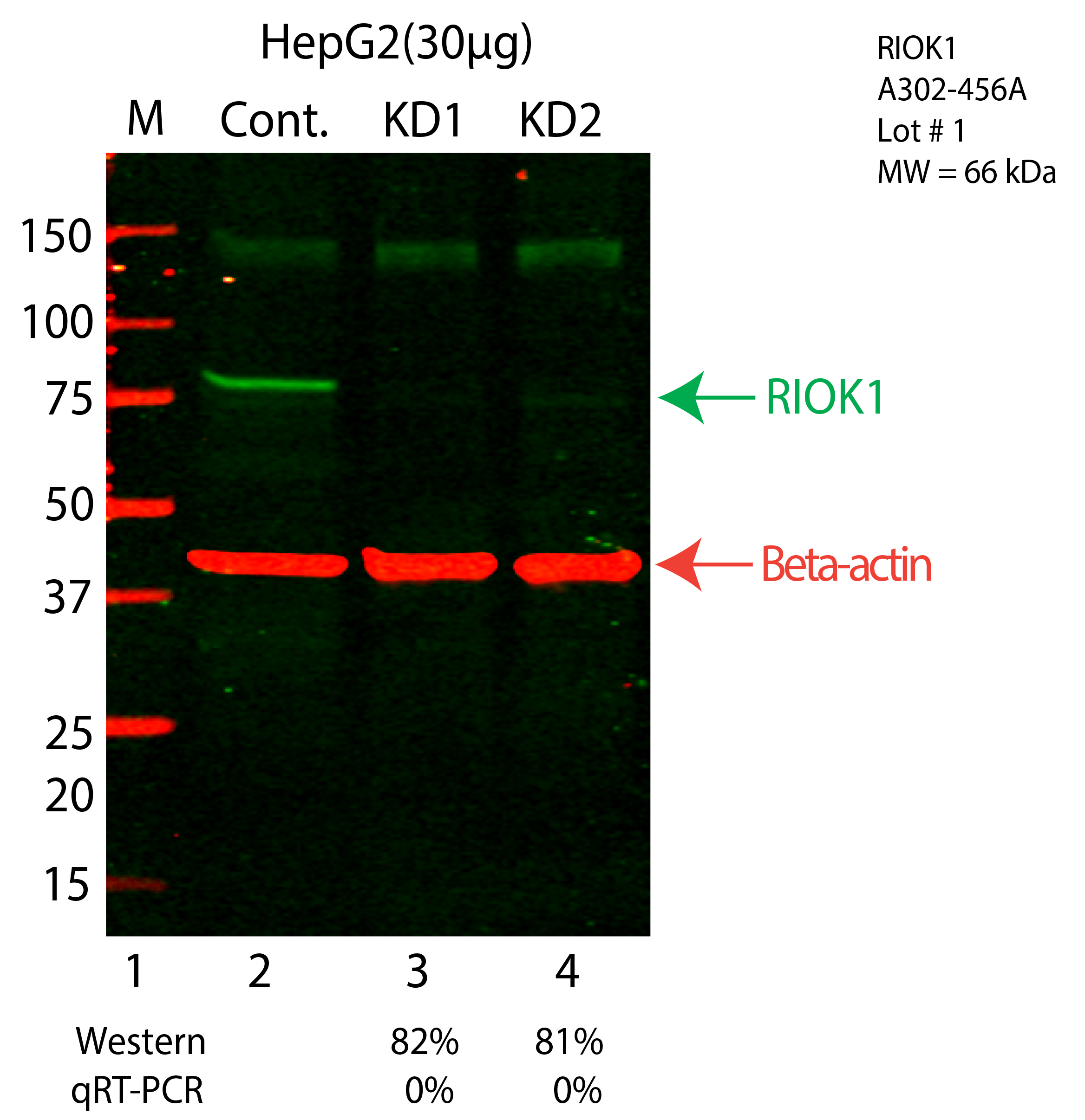 RIOK1-HEPG2-CRISPR-A302-456A.png<br>Caption: Western blot following CRISPR against RIOK1 in HepG2 whole cell lysate using RIOK1 specific antibody. Lane 1 is a ladder, lane 2 is HepG2 non-targeting control knockdown, lane 3 and 4 are two different CRISPR against RIOK1. RIOK1 protein appears as the green arrow, Beta-actin serves as a control and appears in red arrow.