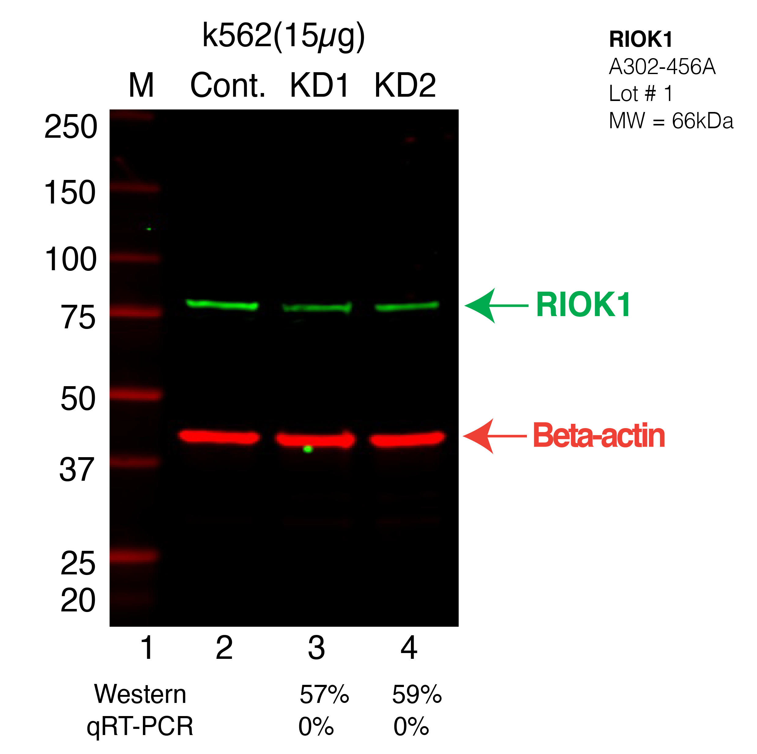 RIOK1-K562-CRISPR-A302-456A.png<br>Caption: Western blot following CRISPR against RIOK1 in K562 whole cell lysate using RIOK1 specific antibody. Lane 1 is a ladder, lane 2 is K562 non-targeting control knockdown, lane 3 and 4 are two different CRISPR against RIOK1. RIOK1 protein appears as the green arrow, Beta-actin serves as a control and appears in red arrow.