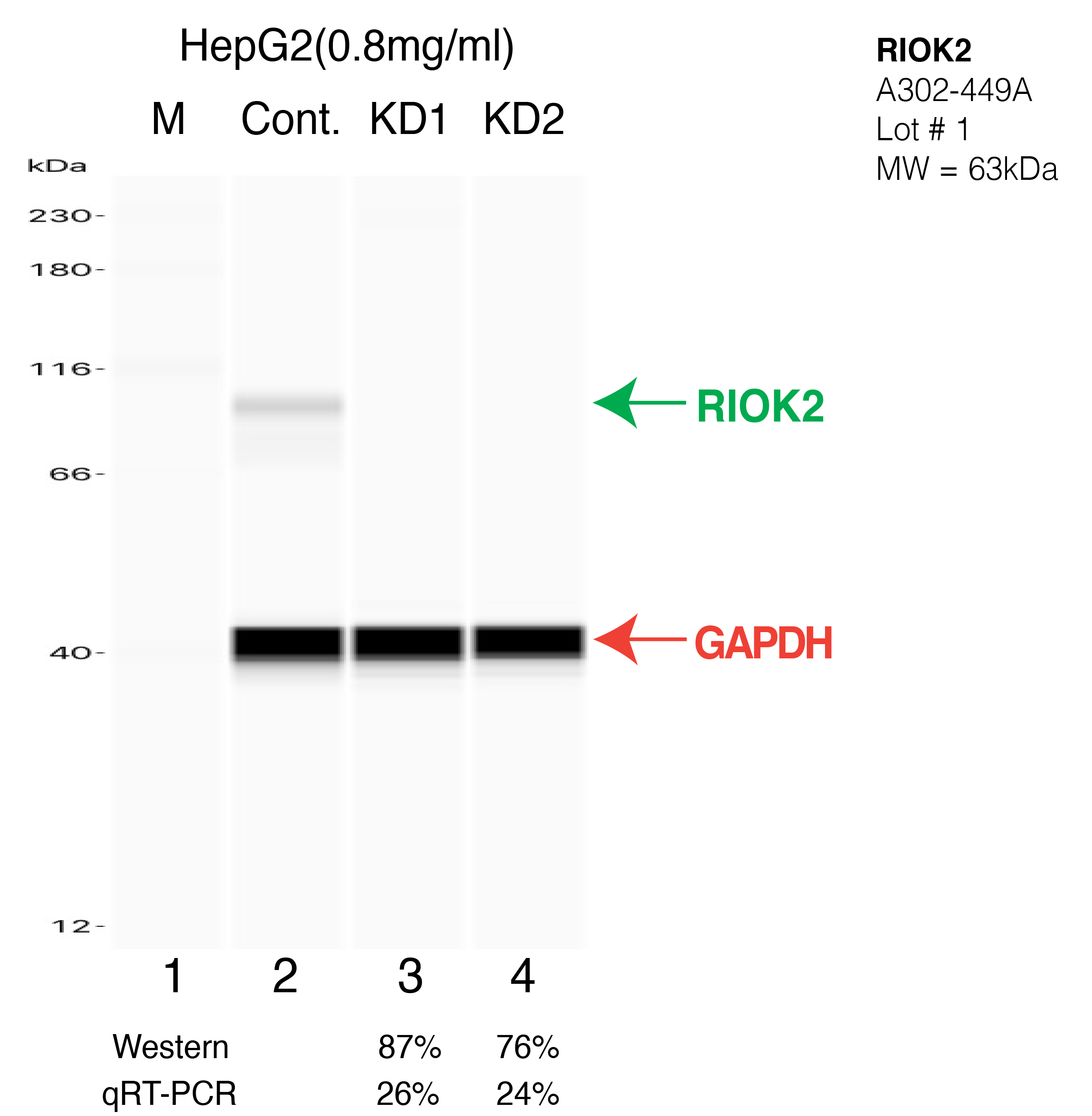 RIOK2-HEPG2-CRISPR-A302-449A.png<br>Caption: Western blot following CRISPR against RIOK2 in HepG2 whole cell lysate using RIOK2 specific antibody. Lane 1 is a ladder, lane 2 is HepG2 non-targeting control knockdown, lane 3 and 4 are two different CRISPR against RIOK2. RIOK2 protein appears as the green arrow, GAPDH serves as a control and appears in red arrow.