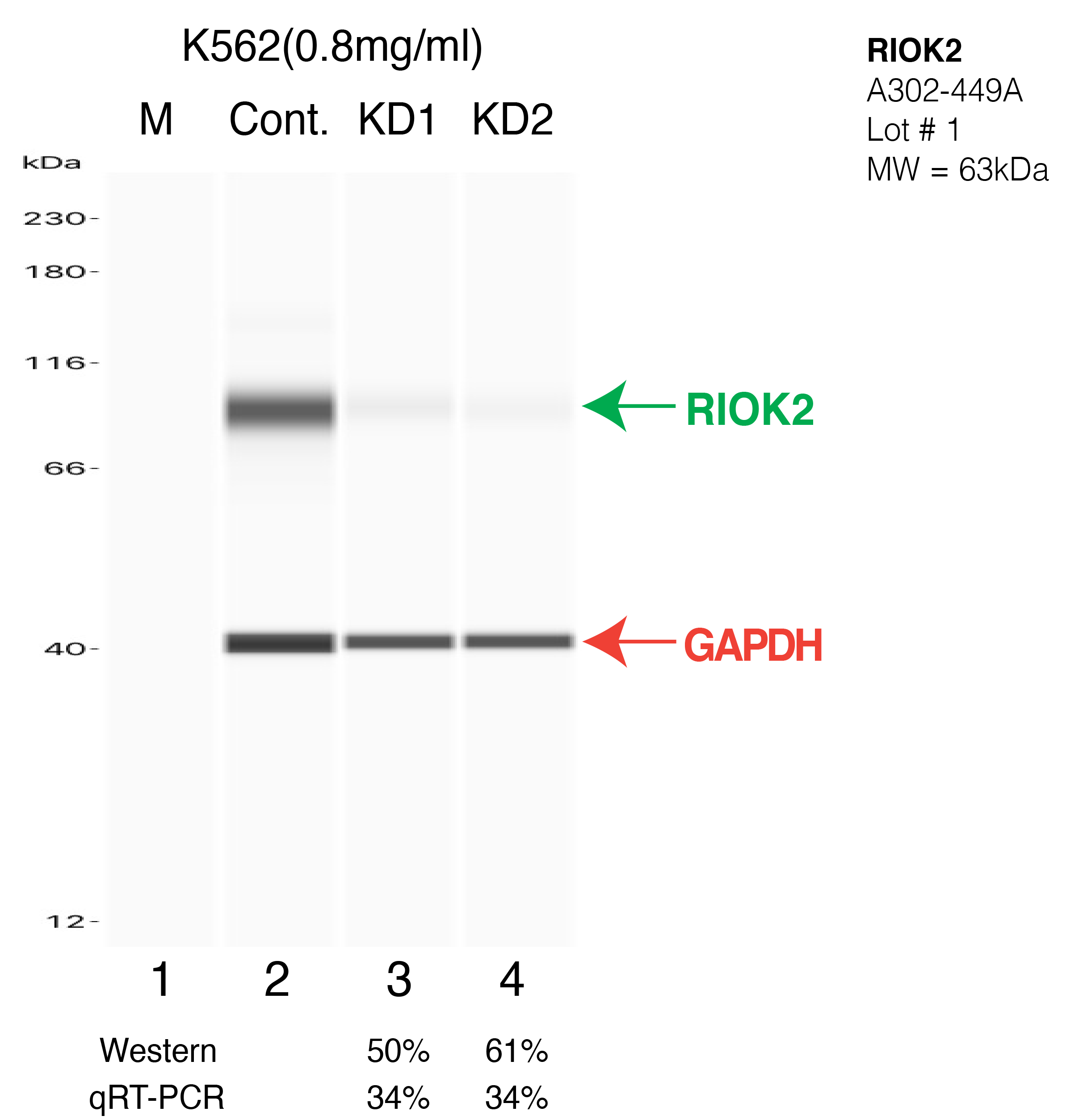 RIOK2-K562-CRISPR-A302-449A.png<br>Caption: Western blot following CRISPR against RIOK2 in K562 whole cell lysate using RIOK2 specific antibody. Lane 1 is a ladder, lane 2 is K562 non-targeting control knockdown, lane 3 and 4 are two different CRISPR against RIOK2. RIOK2 protein appears as the green arrow, GAPDH serves as a control and appears in red arrow.