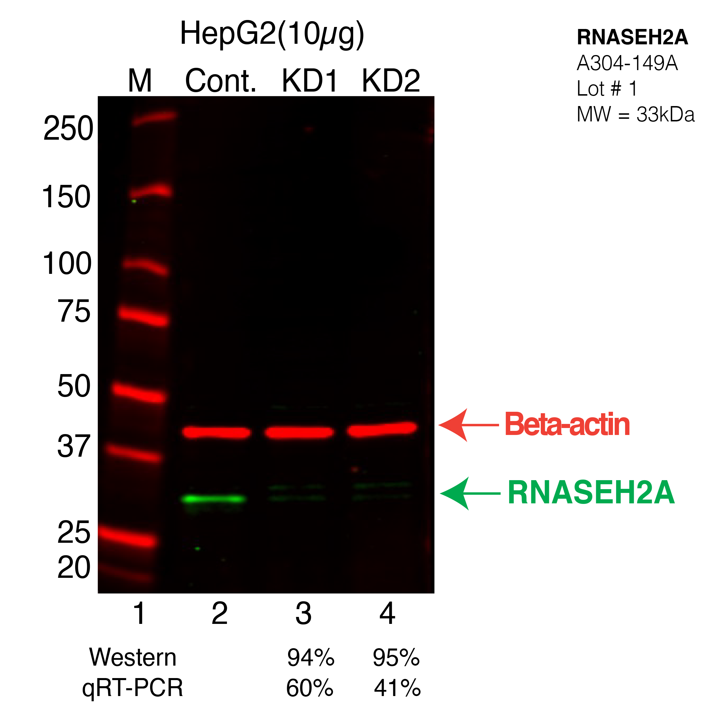 RNASEH2A-HEPG2-CRISPR-A304-149A.png<br>Caption: Western blot following CRISPR against RNASEH2A in HepG2 whole cell lysate using RNASEH2A specific antibody. Lane 1 is a ladder, lane 2 is HepG2 non-targeting control knockdown, lane 3 and 4 are two different CRISPR against RNASEH2A. RNASEH2A protein appears as the green arrow, Beta-actin serves as a control and appears in red arrow.