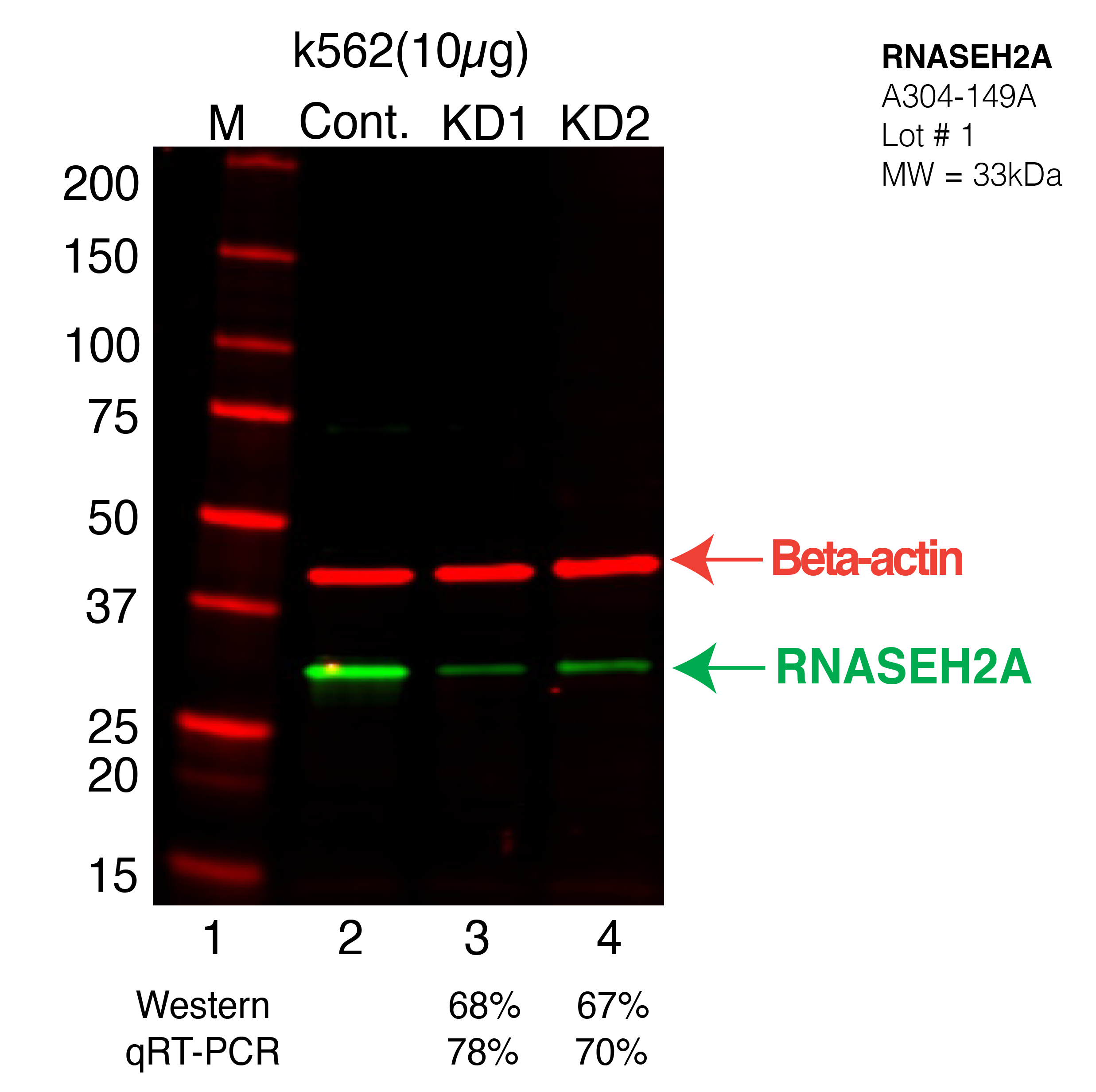 RNASEH2A-K562-CRISPR-A304-149A.png<br>Caption: Western blot following CRISPR against RNASEH2A in K562 whole cell lysate using RNASEH2A specific antibody. Lane 1 is a ladder, lane 2 is K562 non-targeting control knockdown, lane 3 and 4 are two different CRISPR against RNASEH2A. RNASEH2A protein appears as the green arrow, Beta-actin serves as a control and appears in red arrow.