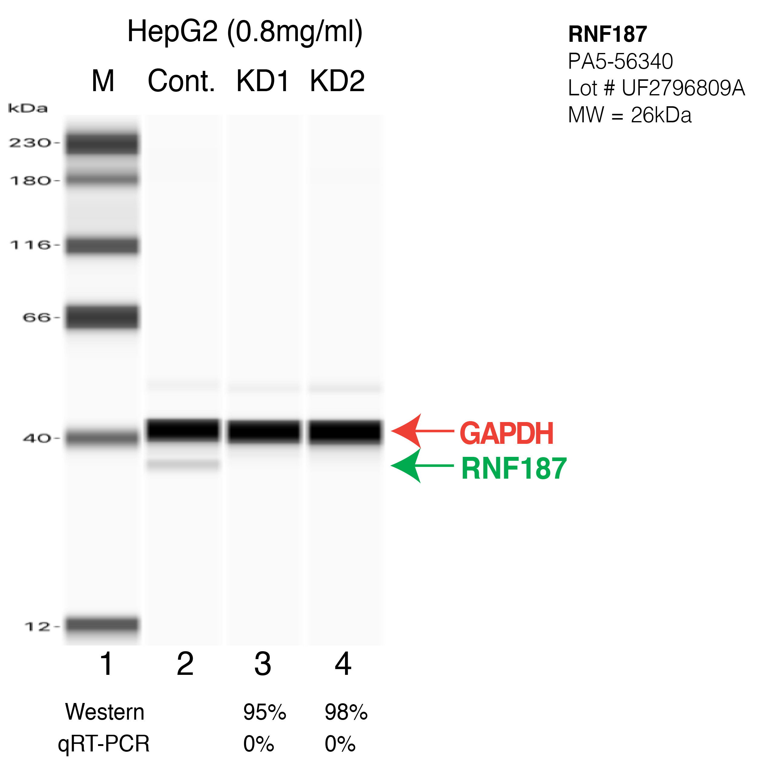 RNF187-HEPG2-CRISPR-PA5-56340.png<br>Caption: Western blot following CRISPR against RNF187 in HepG2 whole cell lysate using RNF187 specific antibody. Lane 1 is a ladder, lane 2 is HepG2 non-targeting control knockdown, lane 3 and 4 are two different CRISPR against RNF187. RNF187 protein appears as the green arrow, GAPDH serves as a control and appears in red arrow.