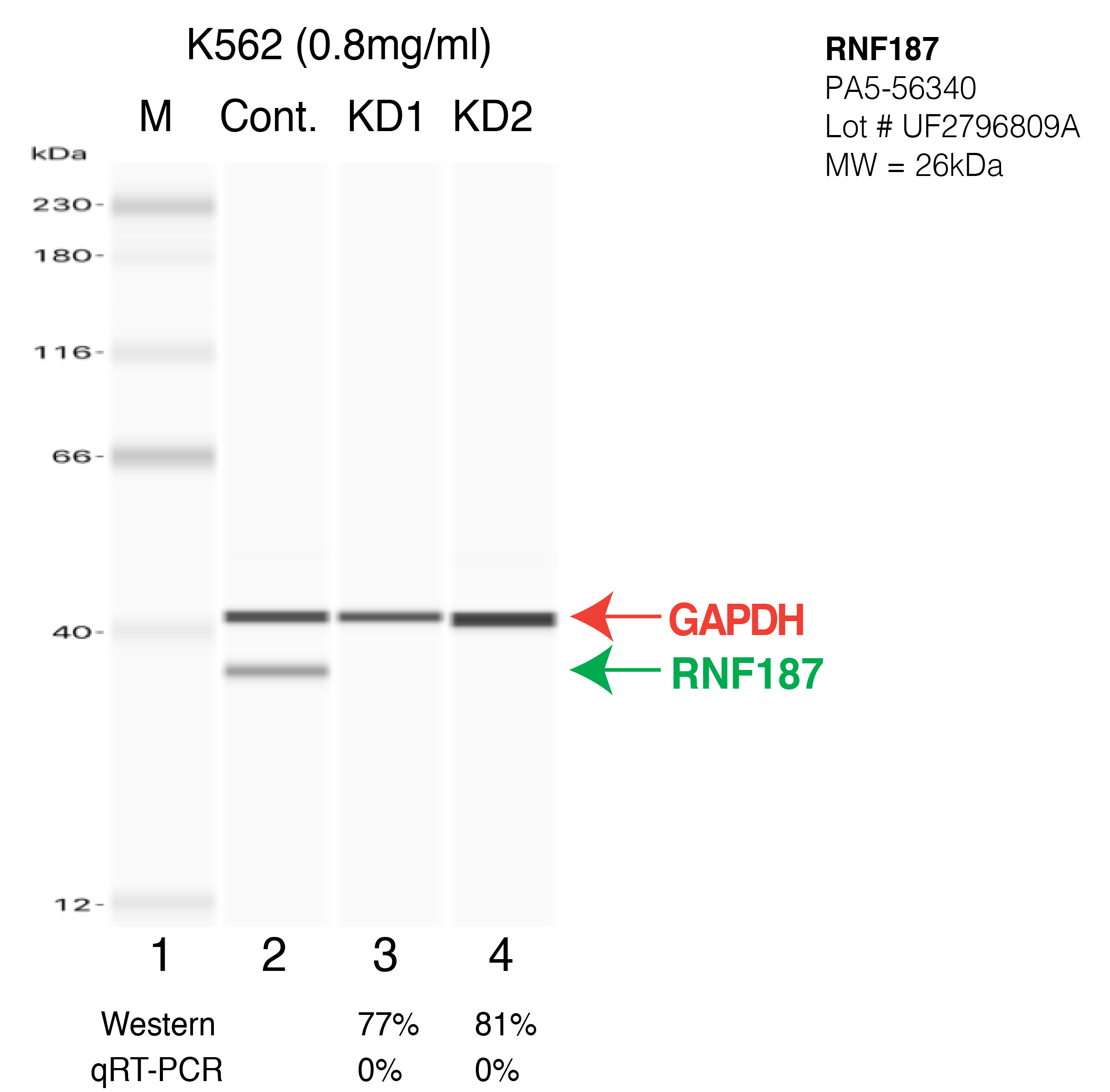 RNF187-K562-CRISPR-PA5-56340.png<br>Caption: Western blot following CRISPR against RNF187 in K562 whole cell lysate using RNF187 specific antibody. Lane 1 is a ladder, lane 2 is K562 non-targeting control knockdown, lane 3 and 4 are two different CRISPR against RNF187. RNF187 protein appears as the green arrow, GAPDH serves as a control and appears in red arrow.