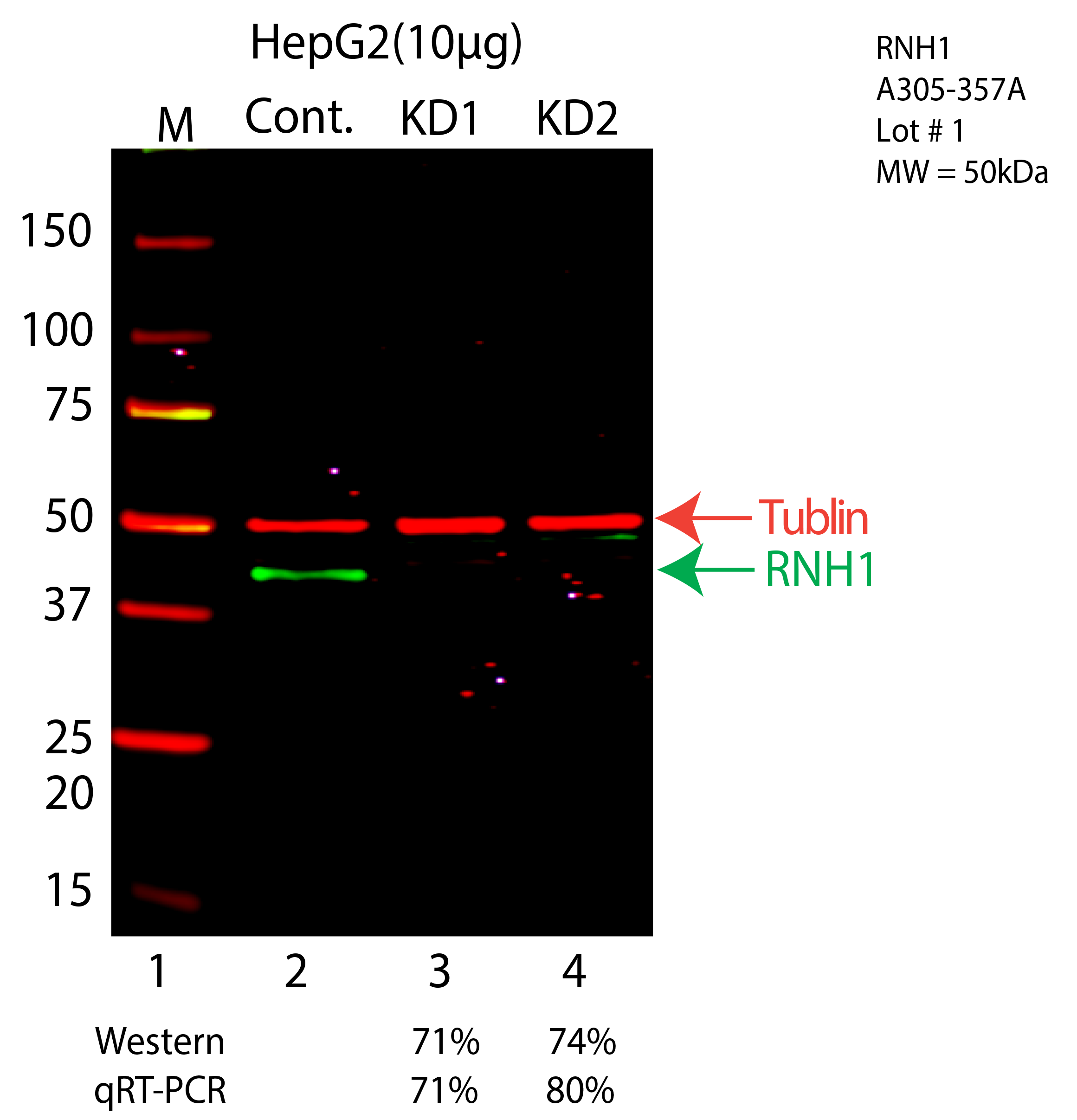 RNH1-HEPG2-A305-357A.png<br>Caption: Western blot following CRISPR against RNH1 in HepG2 whole cell lysate using RNH1 specific antibody. Lane 1 is a ladder, lane 2 is HepG2 non-targeting control knockdown, lane 3 and 4 are two different CRISPR against RNH1. RNH1 protein appears as the green arrow, Tubulin serves as a control and appears in red arrow.