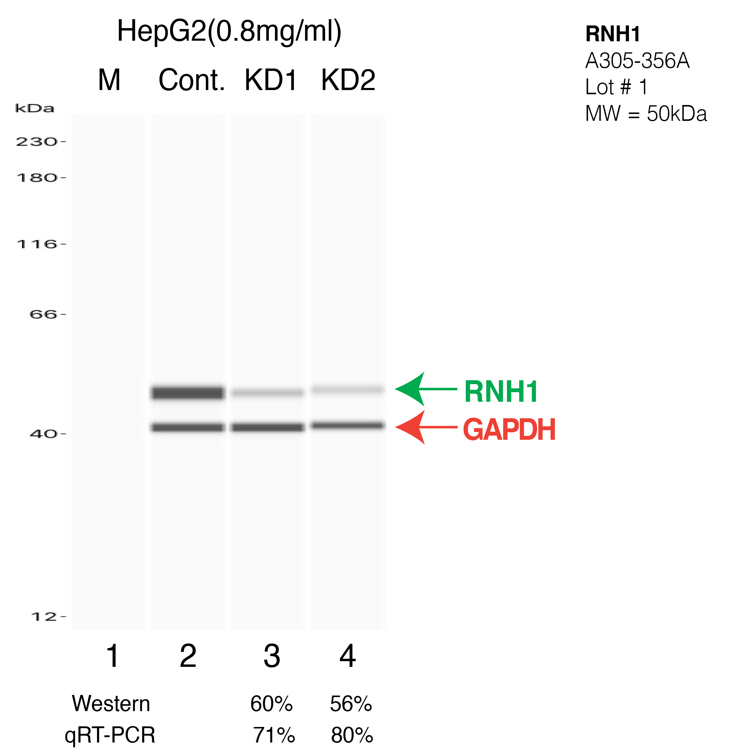 RNH1-HEPG2-CRISPR-A305-356A.png<br>Caption: Western blot following CRISPR against RNH1 in HepG2 whole cell lysate using RNH1 specific antibody. Lane 1 is a ladder, lane 2 is HepG2 non-targeting control knockdown, lane 3 and 4 are two different CRISPR against RNH1. RNH1 protein appears as the green arrow, GAPDH serves as a control and appears in red arrow.