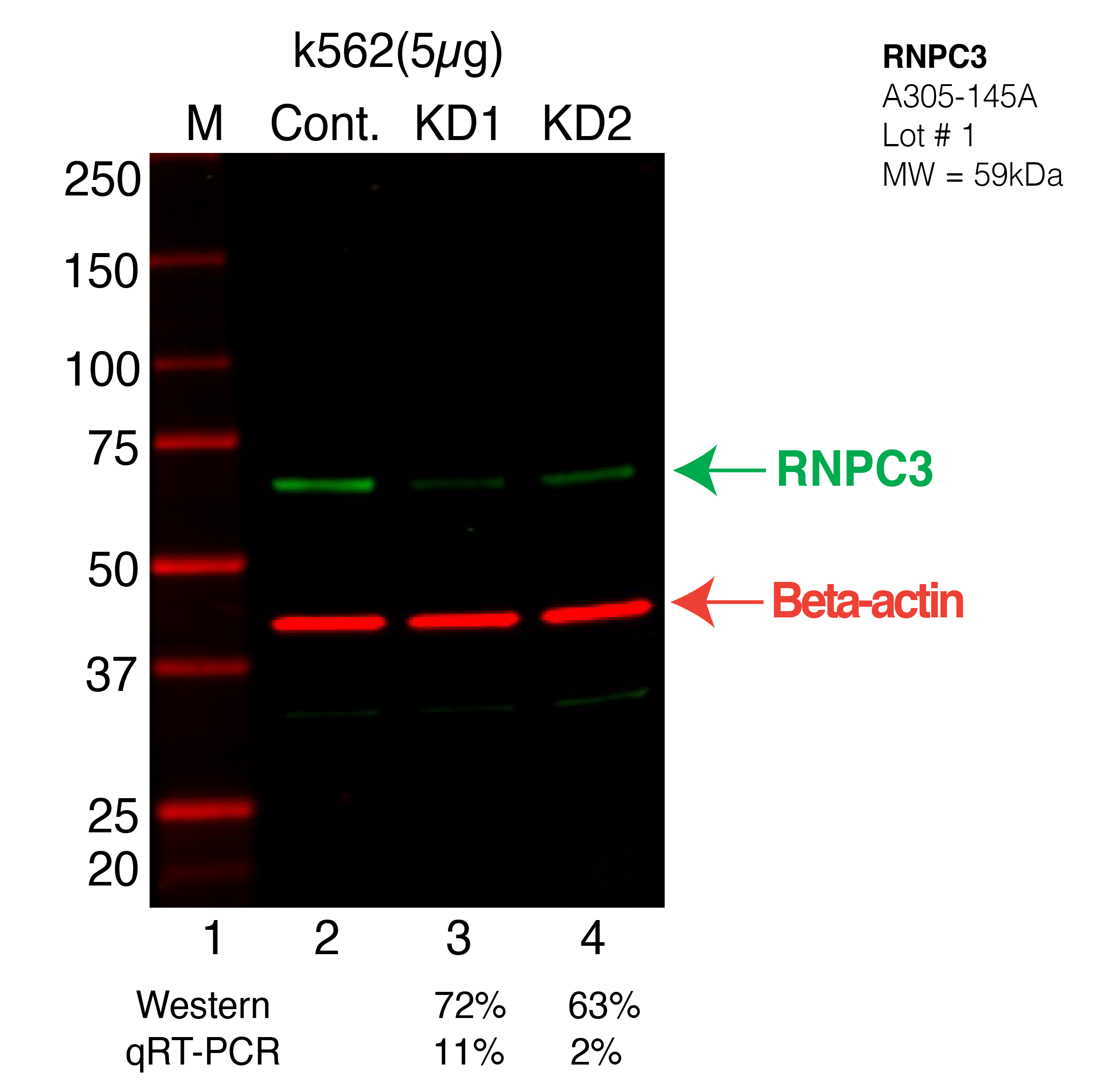 RNPC3-K562-CRISPR-A305-145A.png<br>Caption: Western blot following CRISPR against RNPC3 in K562 whole cell lysate using RNPC3 specific antibody. Lane 1 is a ladder, lane 2 is K562 non-targeting control knockdown, lane 3 and 4 are two different CRISPR against RNPC3. RNPC3 protein appears as the green arrow, Beta-actin serves as a control and appears in red arrow.