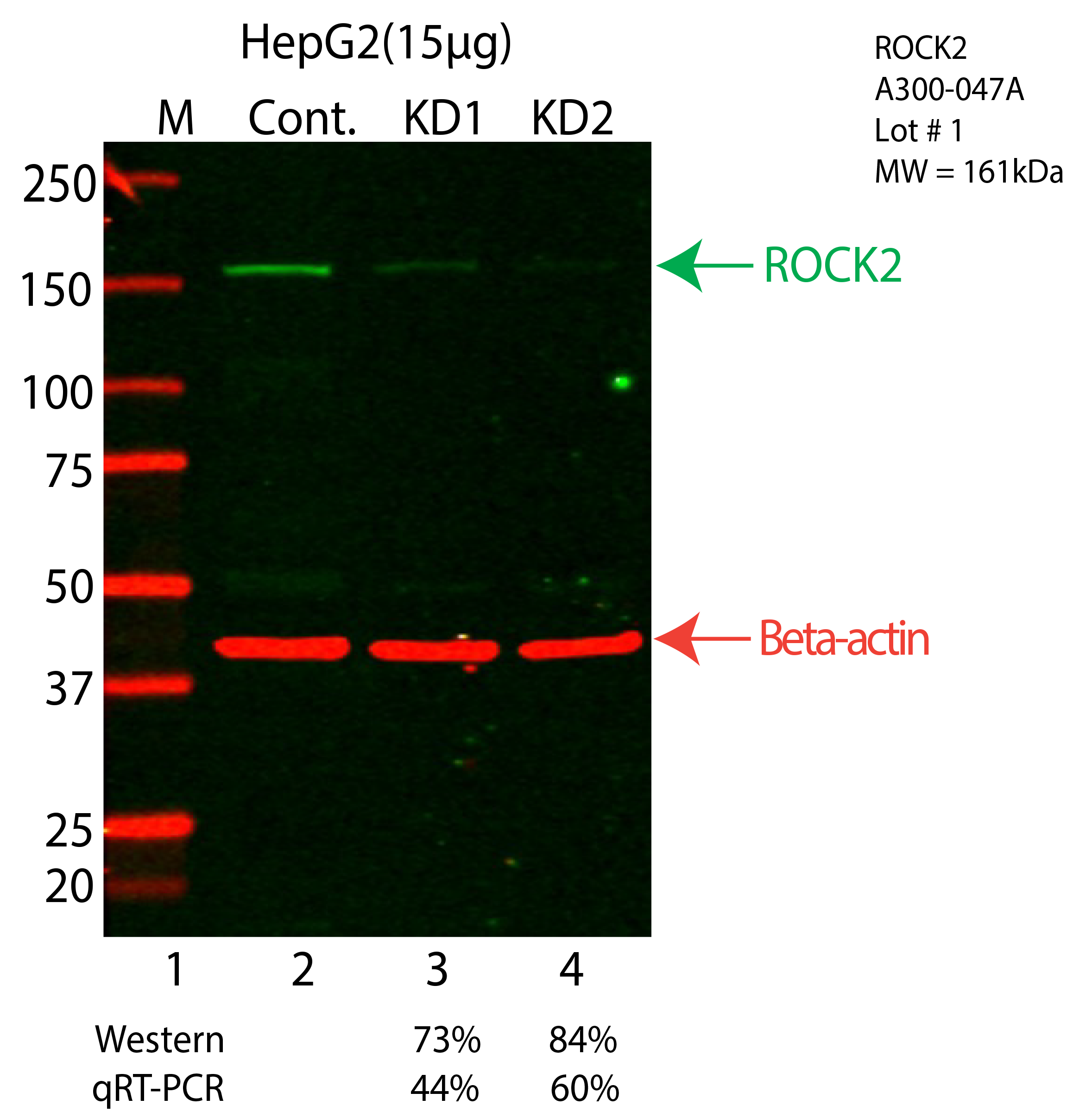 ROCK2-HEPG2-CRISPR-A300-047A.png<br>Caption: Western blot following CRISPR against ROCK2 in HepG2 whole cell lysate using ROCK2 specific antibody. Lane 1 is a ladder, lane 2 is HepG2 non-targeting control knockdown, lane 3 and 4 are two different CRISPR against ROCK2. ROCK2 protein appears as the green arrow, Beta-actin serves as a control and appears in red arrow.