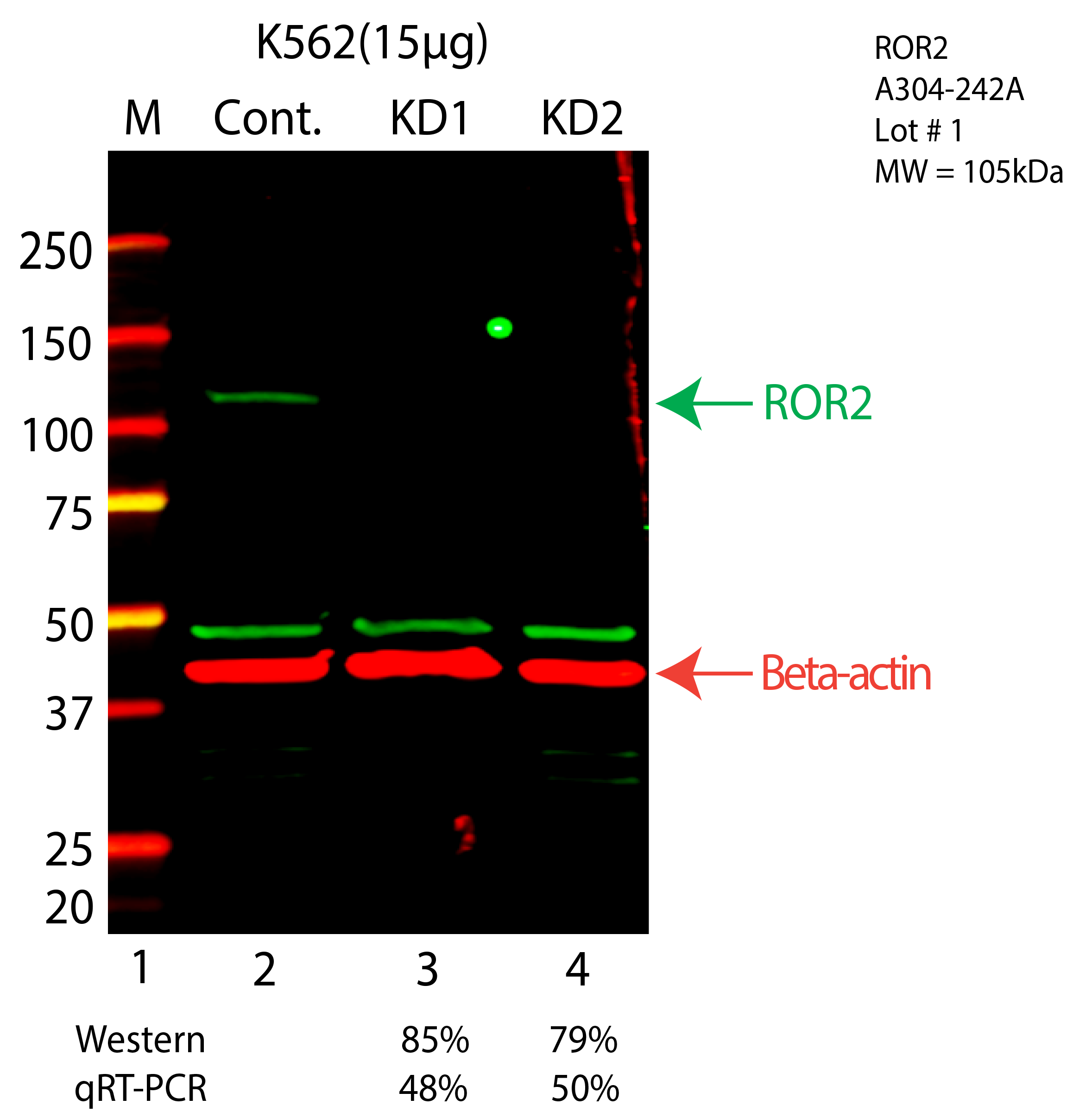 ROR2-K562-CRISPR-A304-242A.png<br>Caption: Western blot following CRISPR against ROR2 in K562 whole cell lysate using ROR2 specific antibody. Lane 1 is a ladder, lane 2 is K562 non-targeting control knockdown, lane 3 and 4 are two different CRISPR against ROR2. ROR2 protein appears as the green arrow, Beta-actin serves as a control and appears in red arrow.