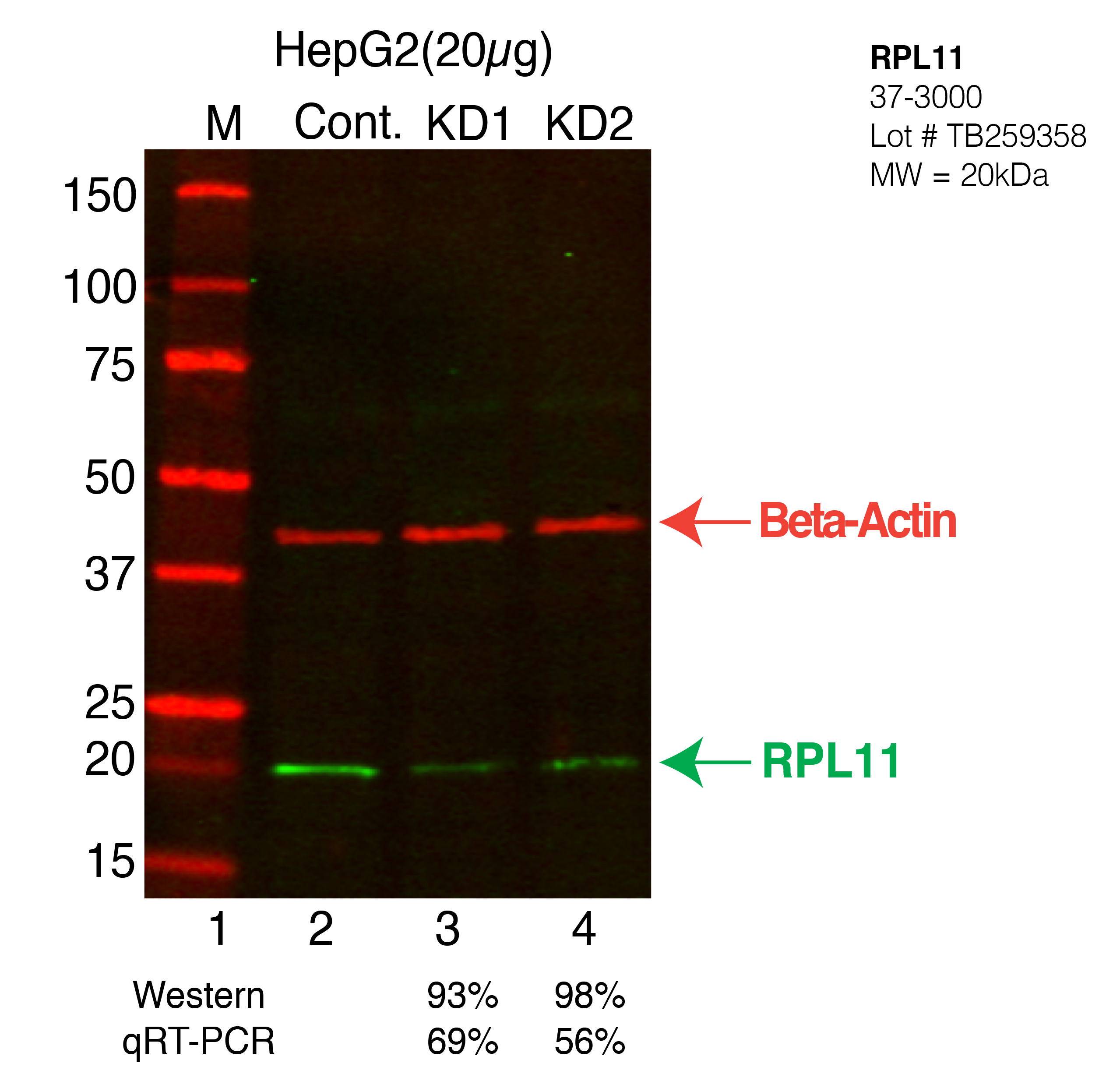 RPL11-HEPG2-CRISPR-37-3000.png<br>Caption: Western blot following CRISPR against RPL11 in HepG2 whole cell lysate using RPL11 specific antibody. Lane 1 is a ladder, lane 2 is HepG2 non-targeting control knockdown, lane 3 and 4 are two different CRISPR against RPL11. RPL11 protein appears as the green arrow, Beta-actin serves as a control and appears in red arrow.