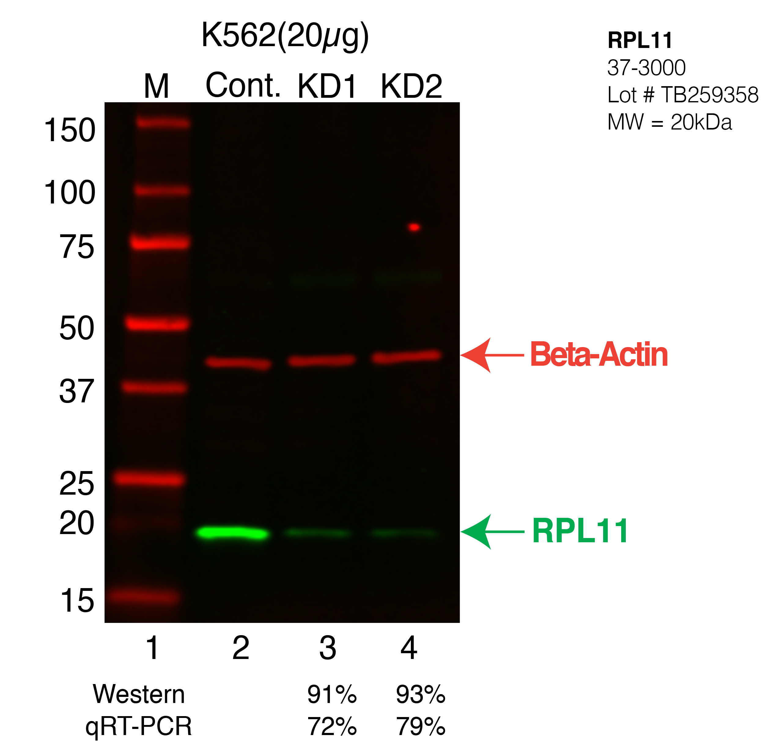 RPL11-K562-CRISPR-37-3000.png<br>Caption: Western blot following CRISPR against RPL11 in K562 whole cell lysate using RPL11 specific antibody. Lane 1 is a ladder, lane 2 is K562 non-targeting control knockdown, lane 3 and 4 are two different CRISPR against RPL11. RPL11 protein appears as the green arrow, Beta-actin serves as a control and appears in red arrow.