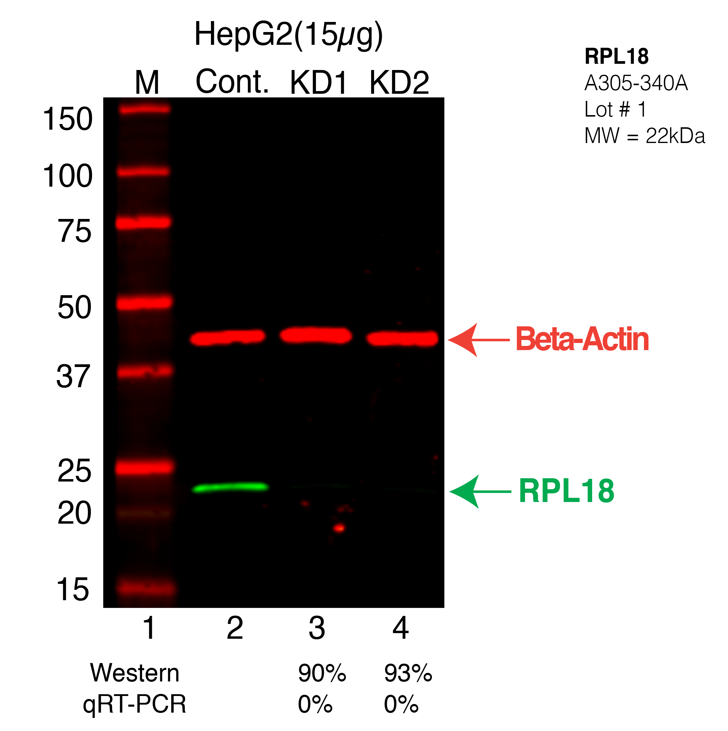 RPL18-HEPG2-CRISPR-A305-340A.png<br>Caption: Western blot following CRISPR against RPL18 in HepG2 whole cell lysate using RPL18 specific antibody. Lane 1 is a ladder, lane 2 is HepG2 non-targeting control knockdown, lane 3 and 4 are two different CRISPR against RPL18. RPL18 protein appears as the green arrow, Beta-actin serves as a control and appears in red arrow.