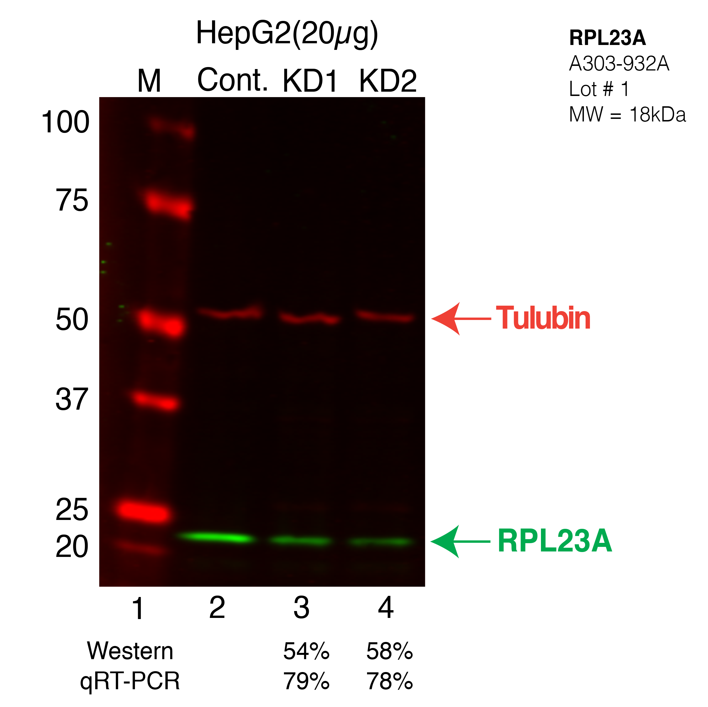 RPL23A-HEPG2-CRISPR.png<br>Caption: Western blot following CRISPR against RPL23A in HepG2 whole cell lysate using RPL23A specific antibody. Lane 1 is a ladder, lane 2 is HepG2 non-targeting control knockdown, lane 3 and 4 are two different CRISPR against RPL23A.RPL23A protein appears as the green band, Tubulin serves as a control and appears in red.