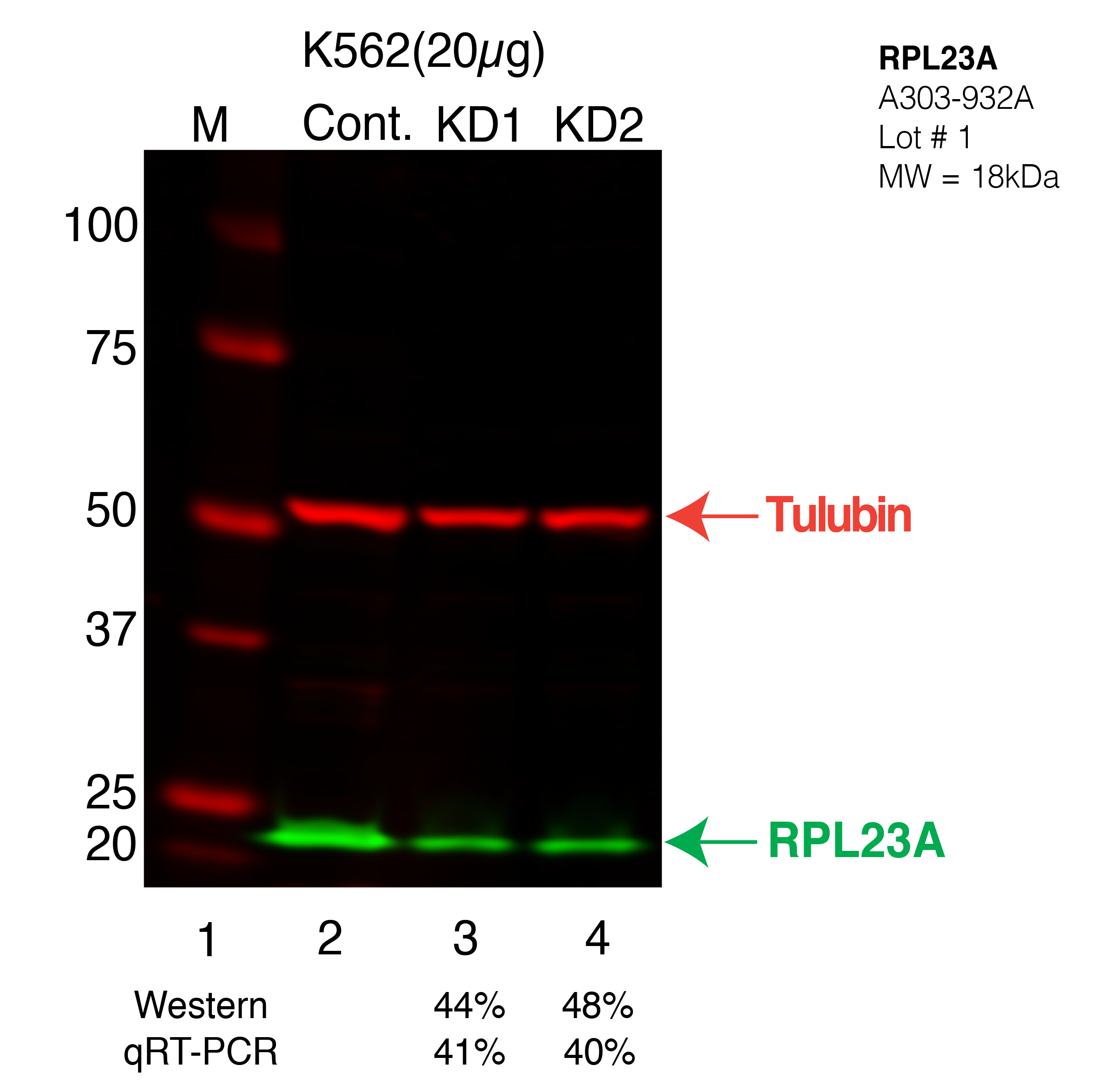 RPL23A-K562-CRISPR.png<br>Caption: Western blot following CRISPR against RPL23A in K562 whole cell lysate using RPL23A specific antibody. Lane 1 is a ladder, lane 2 is K562 non-targeting control knockdown, lane 3 and 4 are two different CRISPR against RPL23A. RPL23A protein appears as the green arrow, Tubulin serves as a control and appears in red arrow.